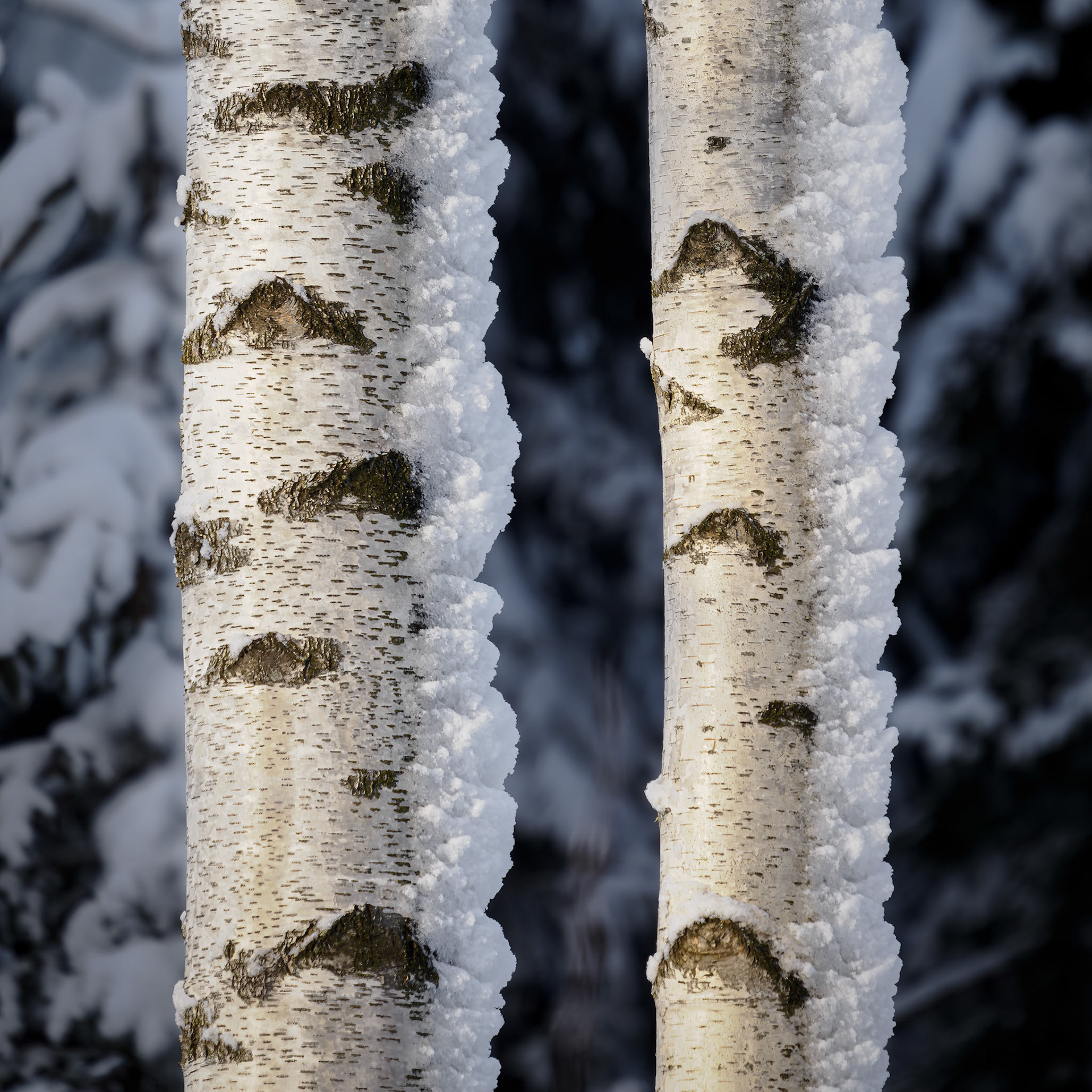 Morning Birch.  - Hurum, Norway. January 2023
