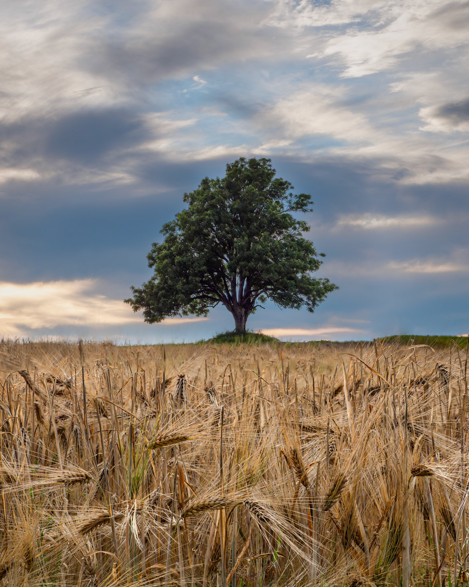 The old Ash Tree  I  - Drøbak, Norway. August 2020