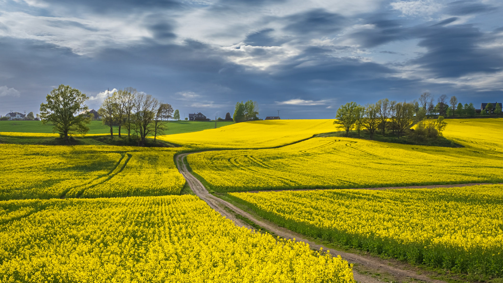 Yellow Field.  - Frogn, Norway. May 2022.