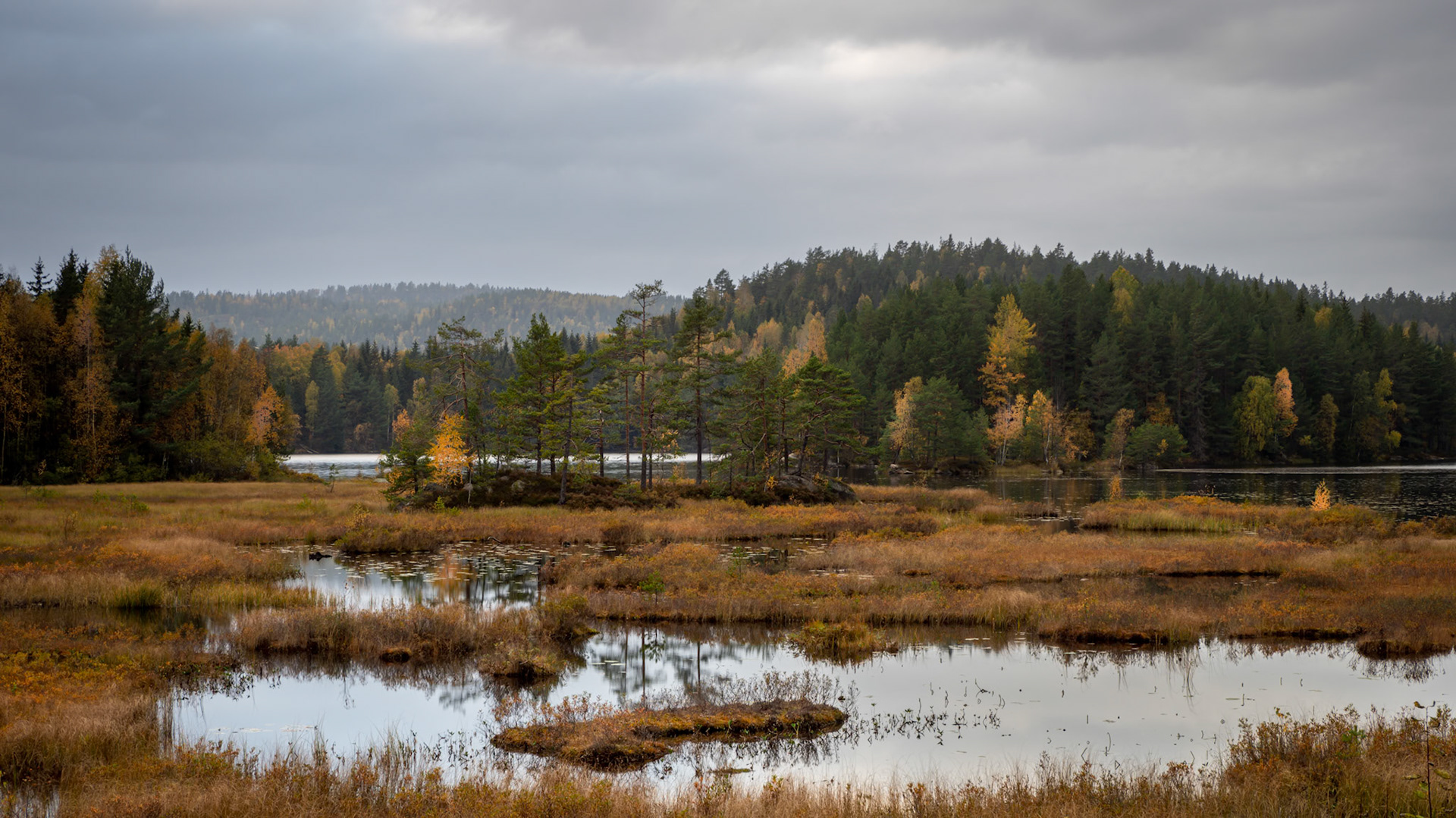 Wet.  - Hurum, Norway. October 2020