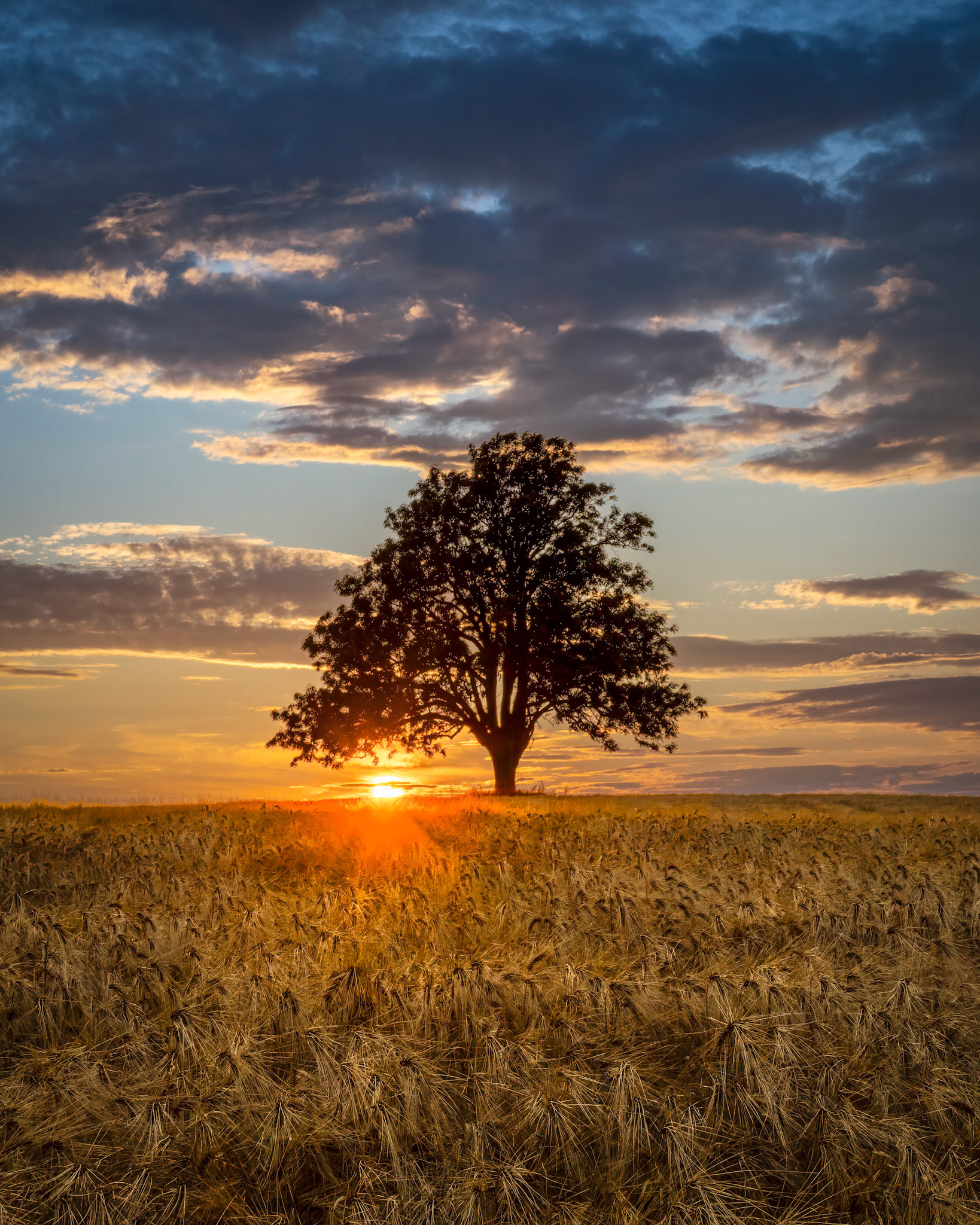 The old Ash Tree  IV.  - Drøbak, Norway. July 2025.