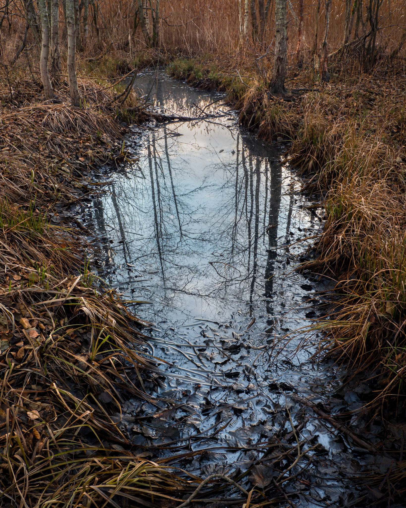 Autumn Ditch.  - Rygge, Norway. November 2021
