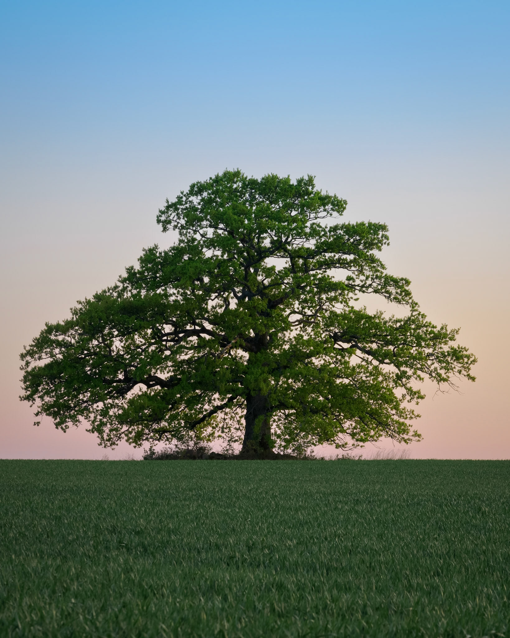 Simply Oak.  - Østfold, Norway. May 2023
