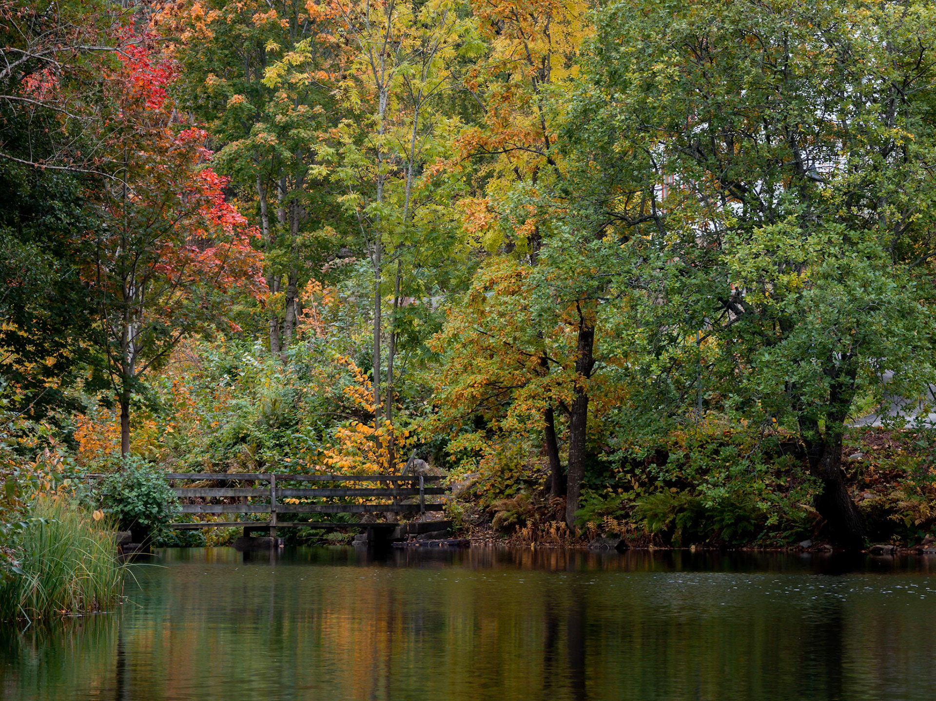 Fall Colors.  - Buskerud, Norway. October 2020