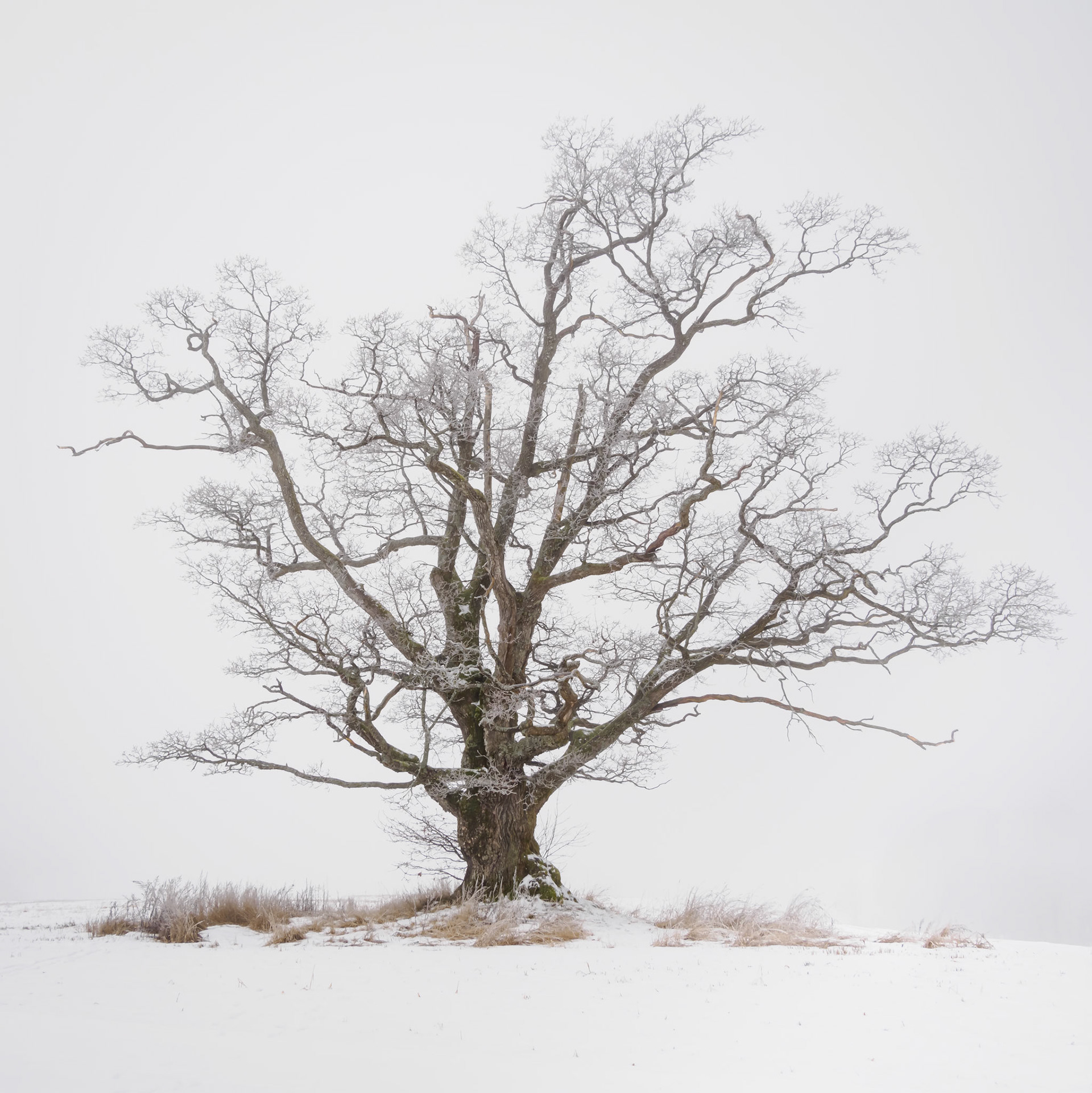 Winter Oak.  - Ås, Norway. February 2023