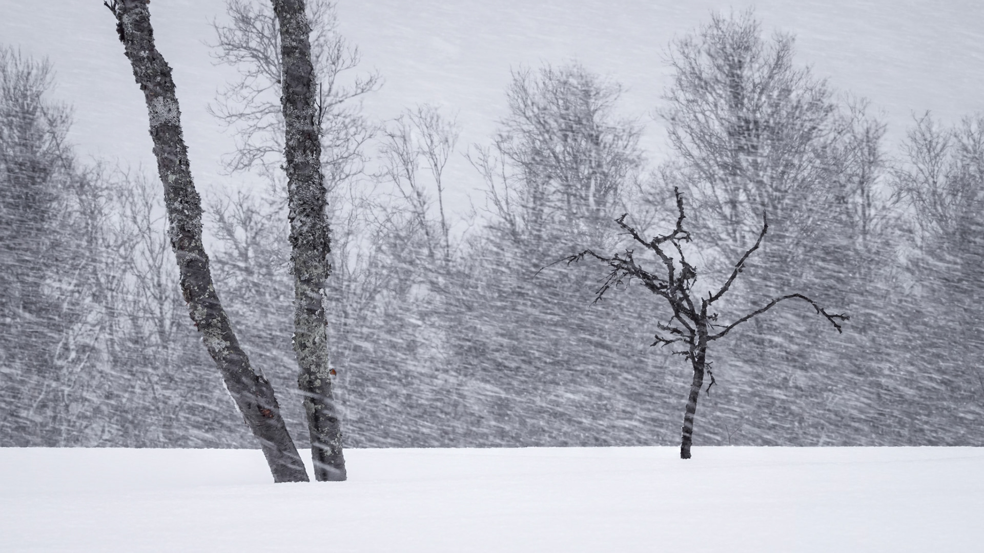 Trees in Wind.  - Ål, Norway. March 2021