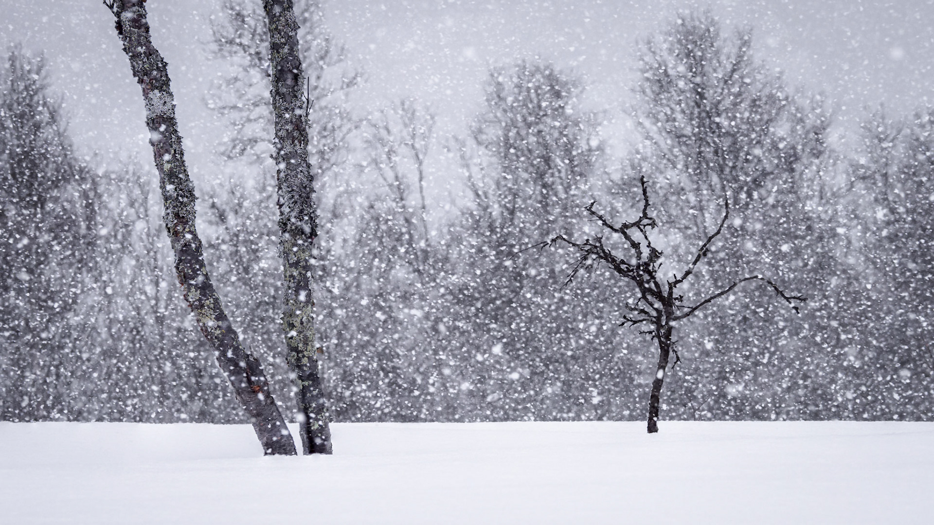 Trees in Snow.  - Ål, Norway. March 2021