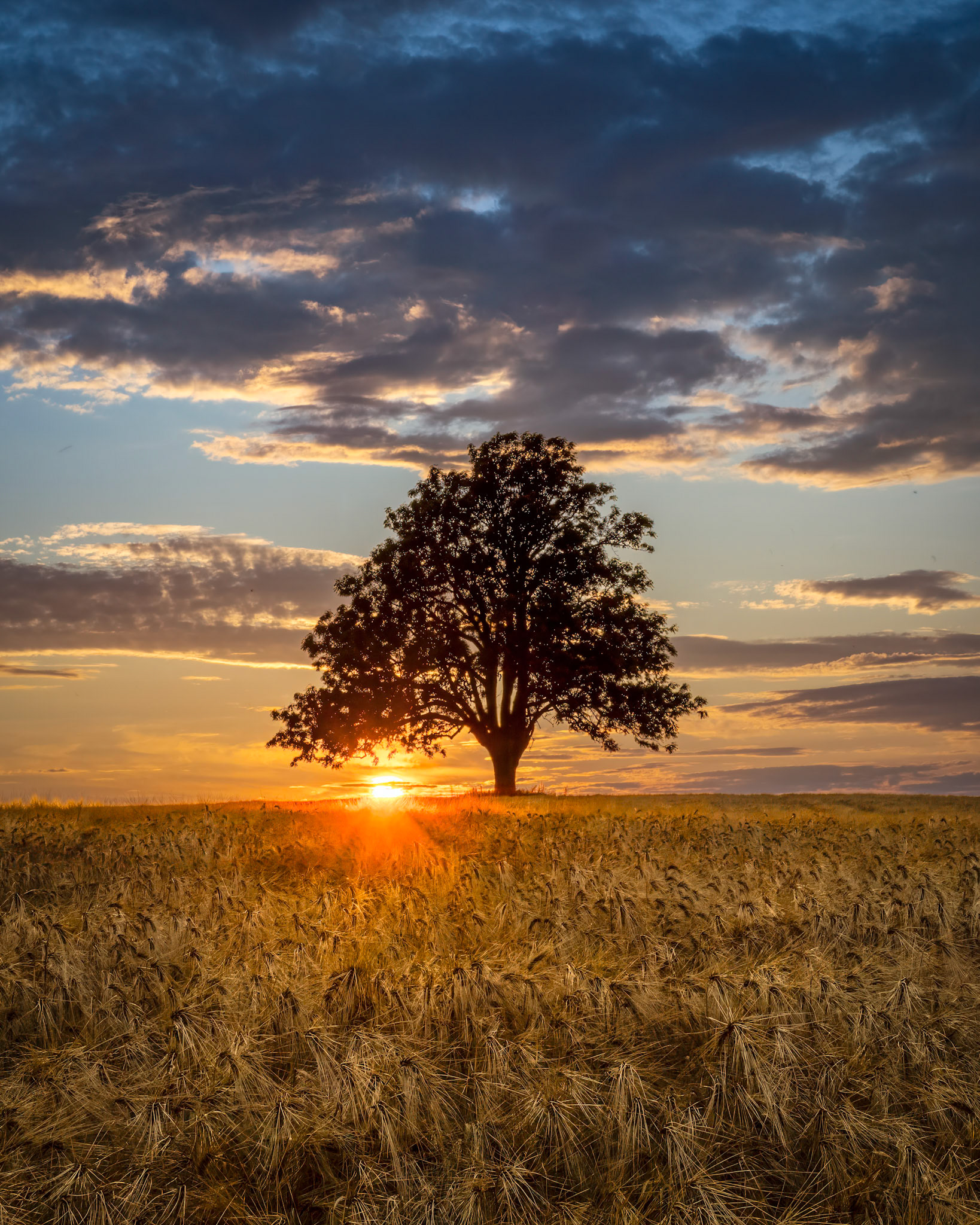 The old Ash Tree  IV.  - Drøbak, Norway. July 2025.