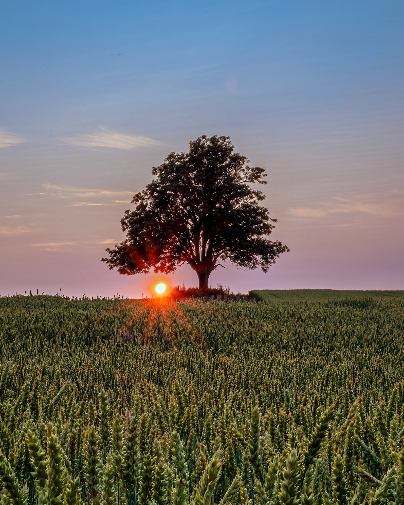 The old Ash Tree  II.  - Drøbak, Norway. July 2021