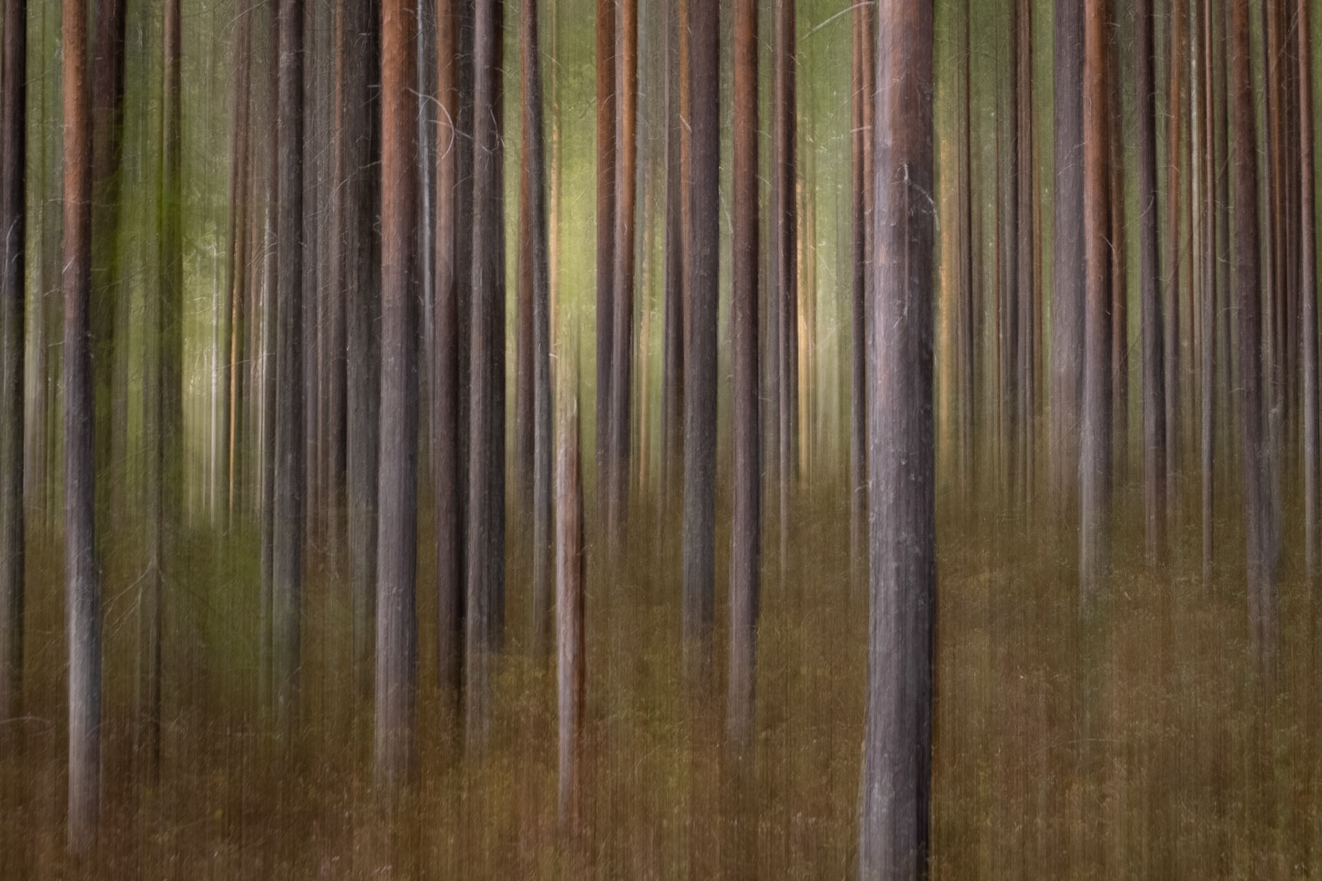 Forest Dream.  - Oulanka National Park, Finland. May 2025