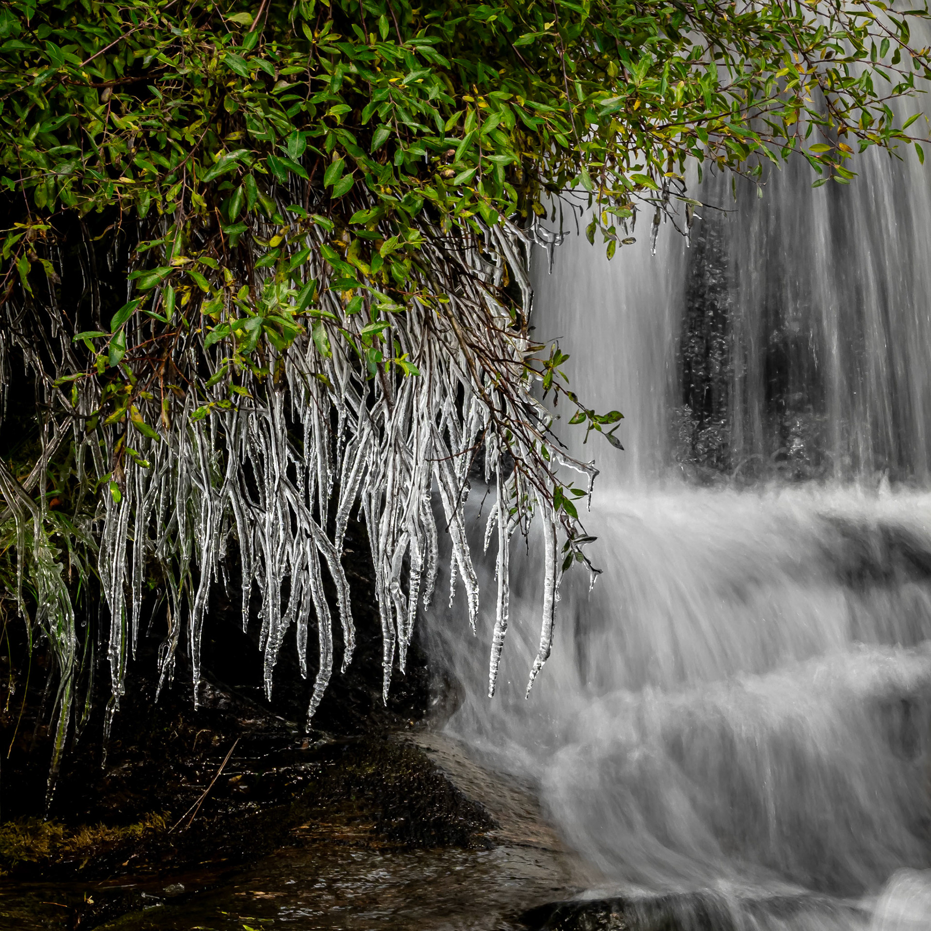September Frost.  - Hedmark, Norway. September 2020