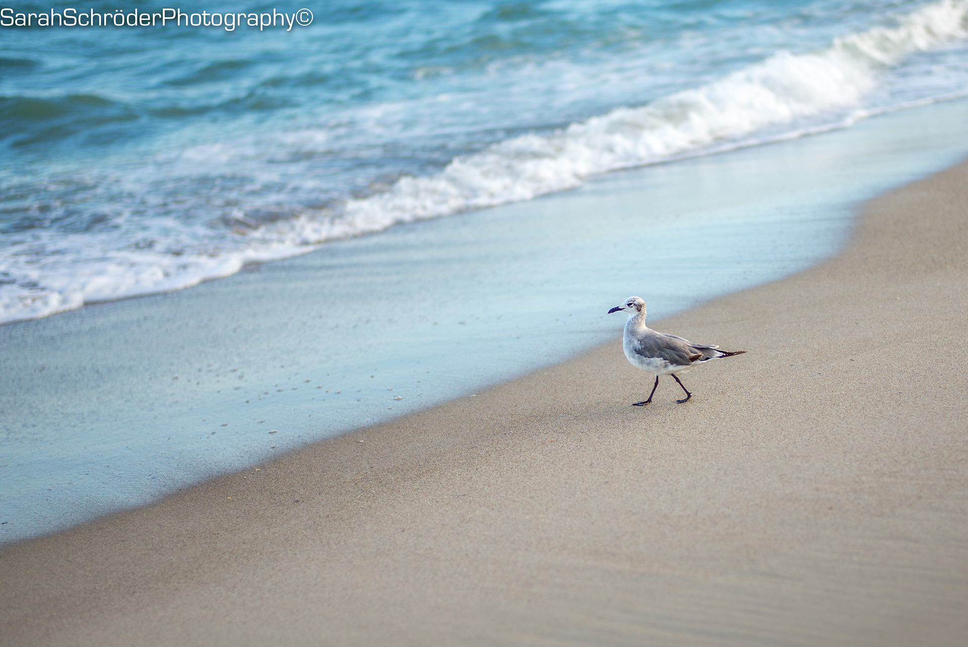Emerald Isle, NC, USA