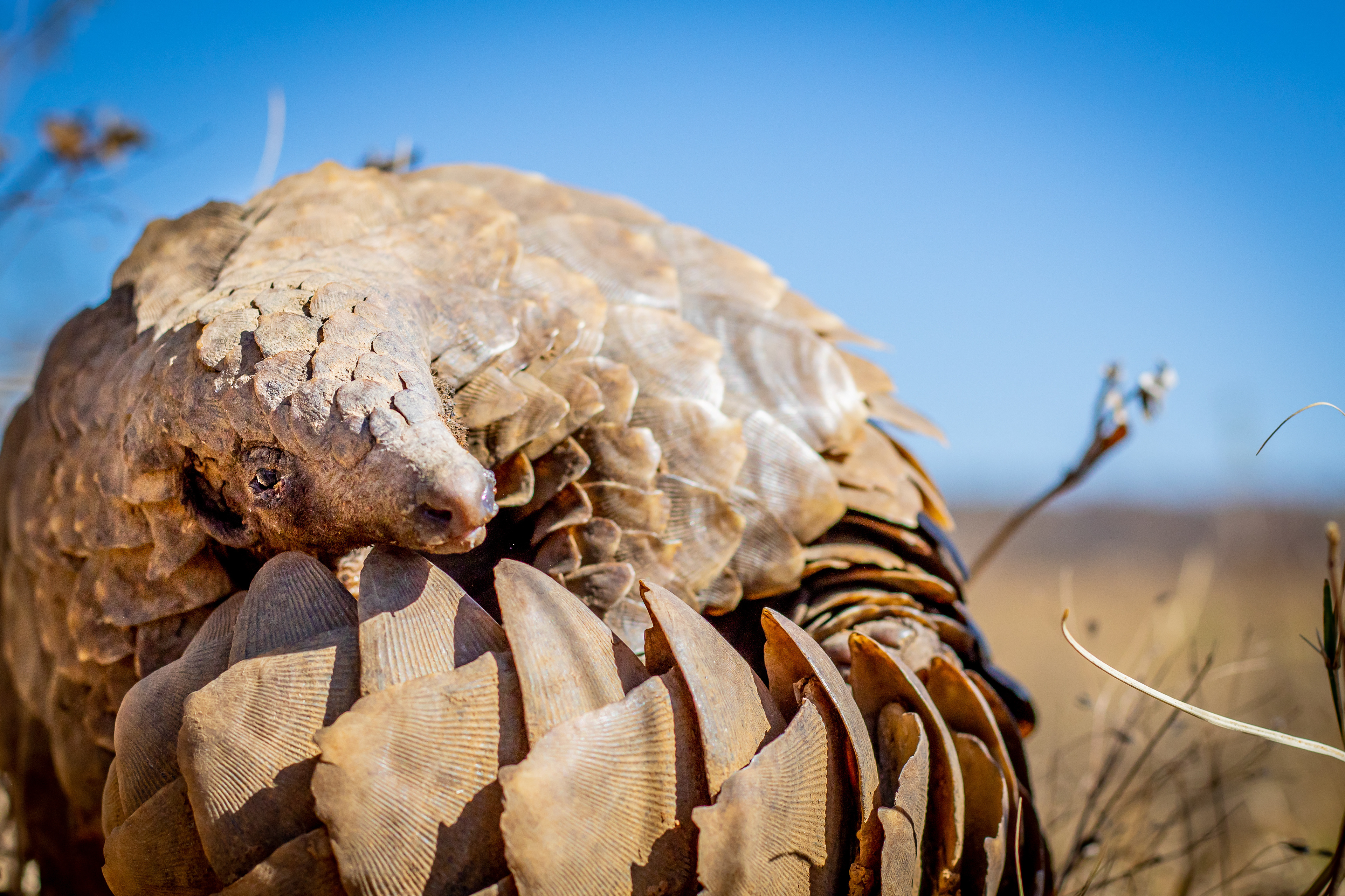 Looked towards the Pangolin's layered shells that create a protective shield