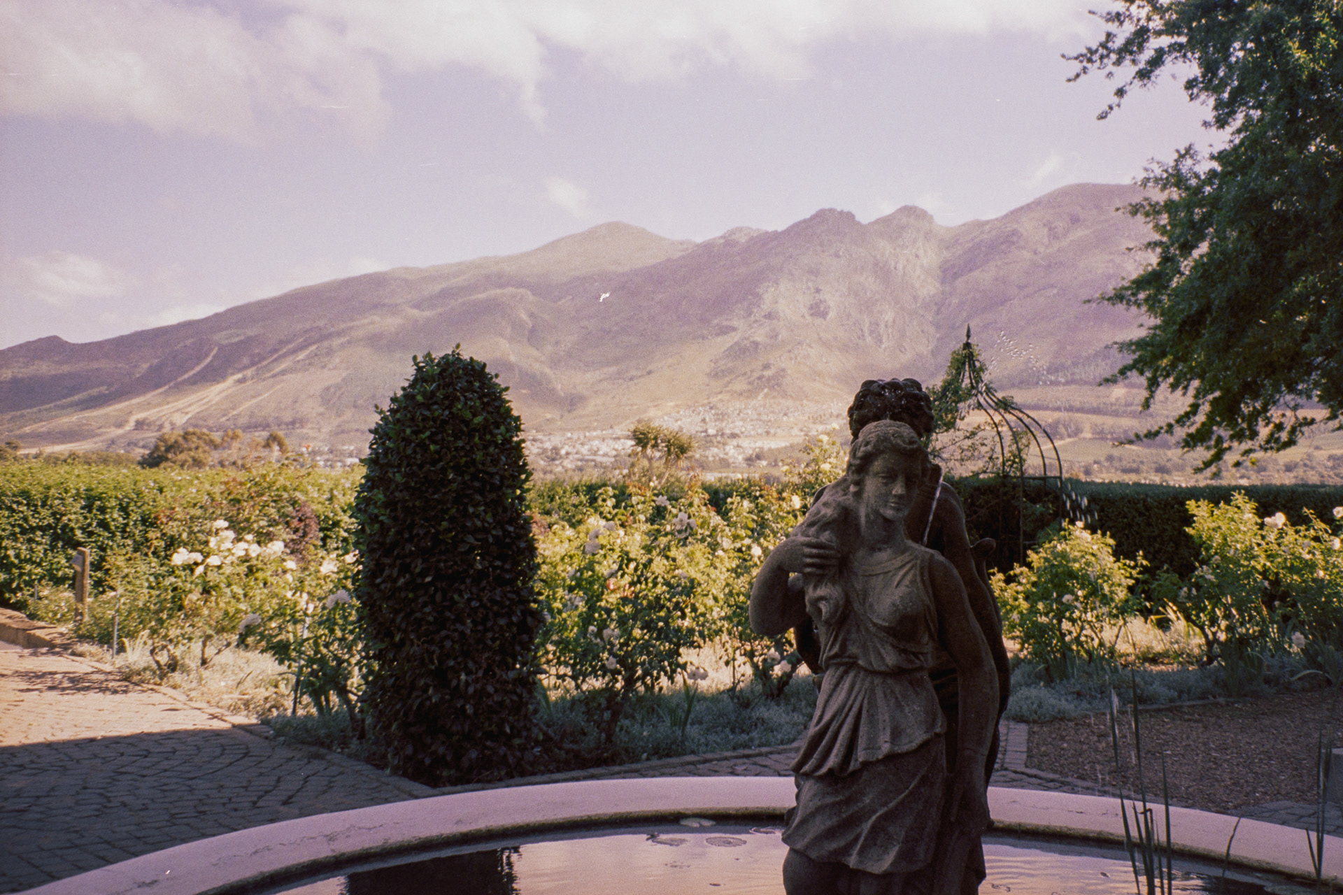 Stellenbosch, janeiro de 2024. Fotografia analógica.