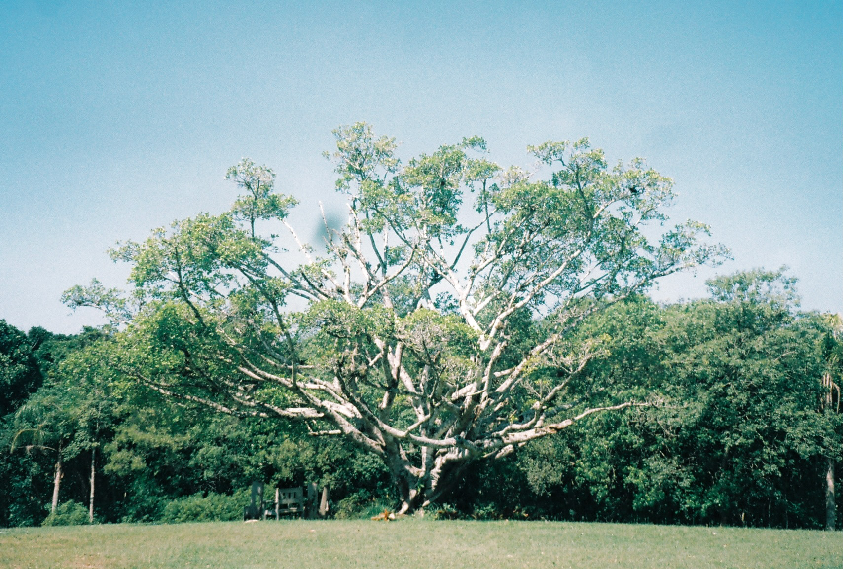 Viamão, dezembro de 2021. Fotografia analógica.