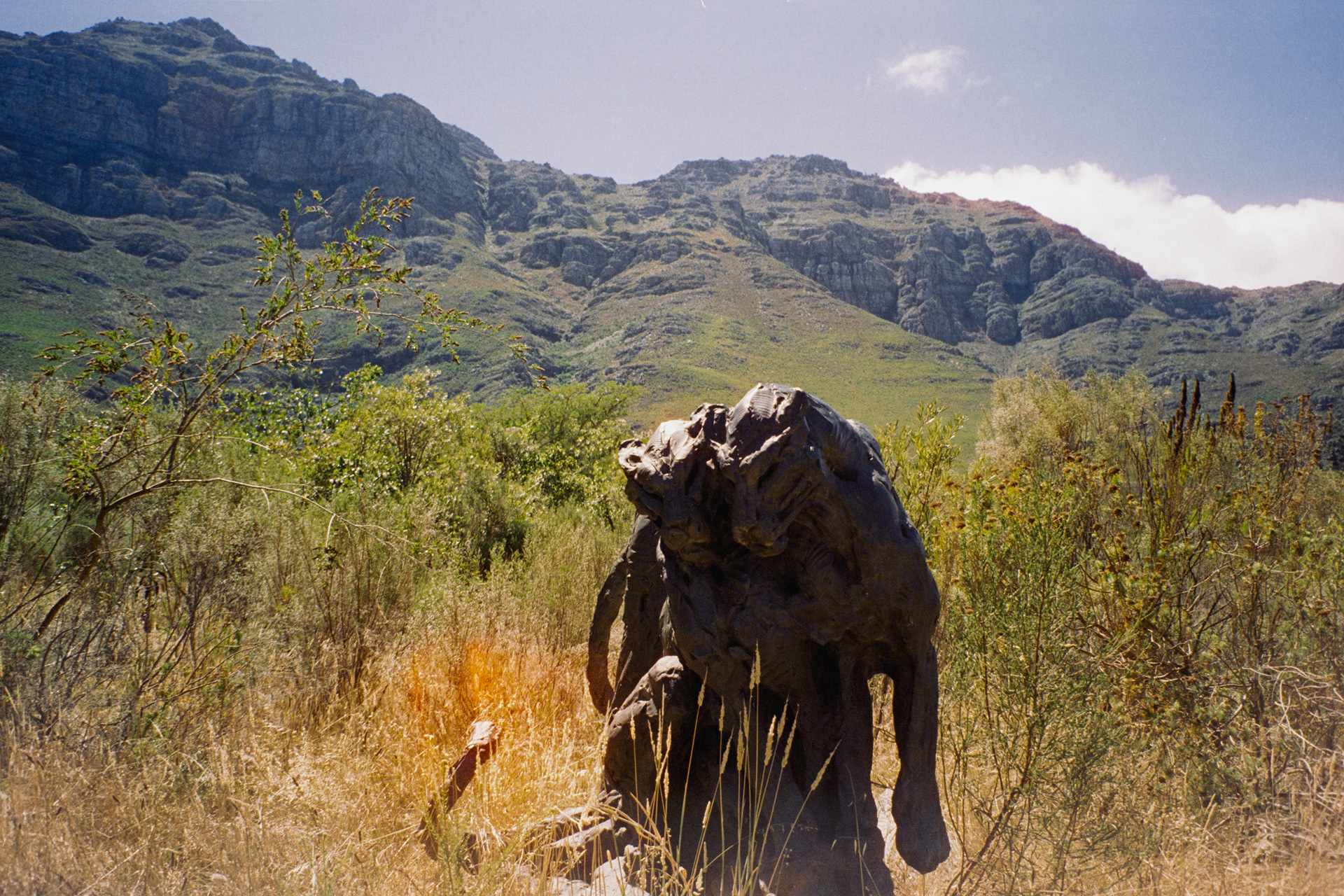 Stellenbosch, janeiro de 2024. Fotografia analógica.