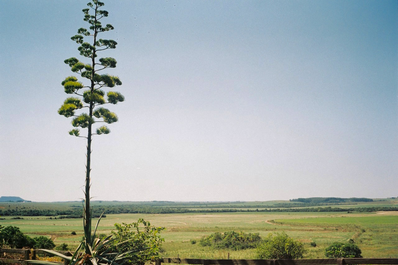 Santo Ignacio, maio de 2022. Fotografia analógica.