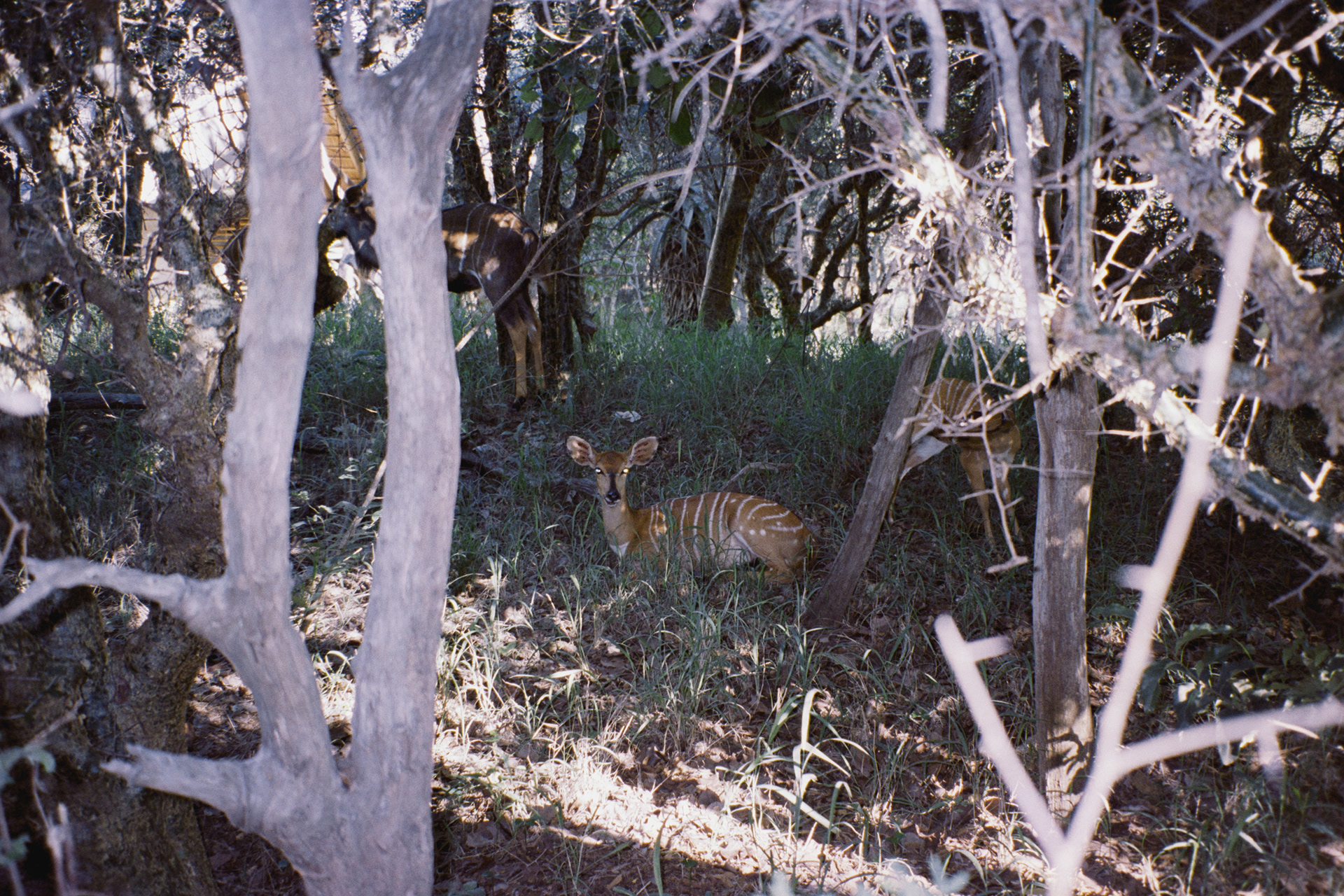 kruger, janeiro de 2024. Fotografia analógica.