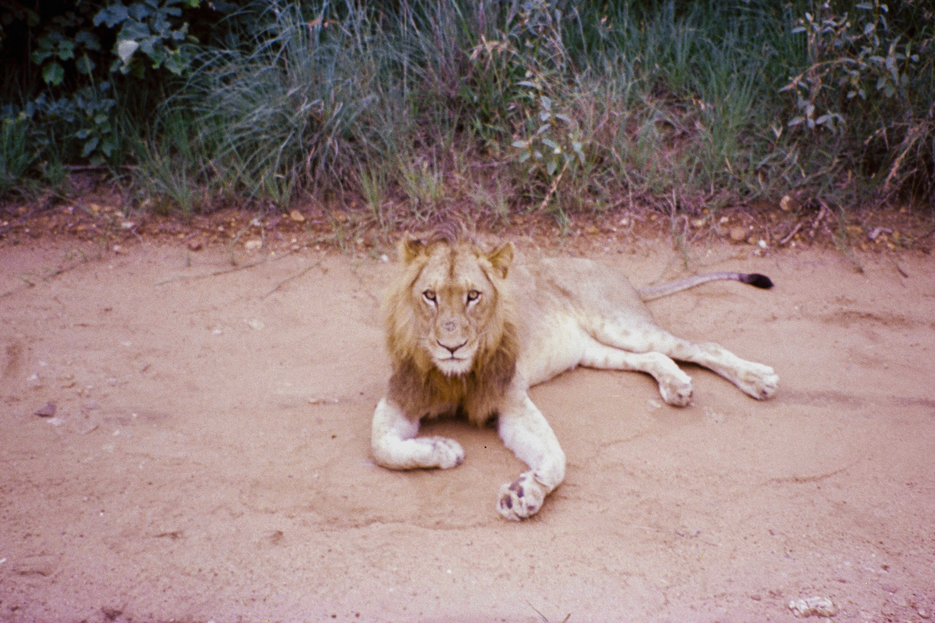 kruger, janeiro de 2024. Fotografia analógica.