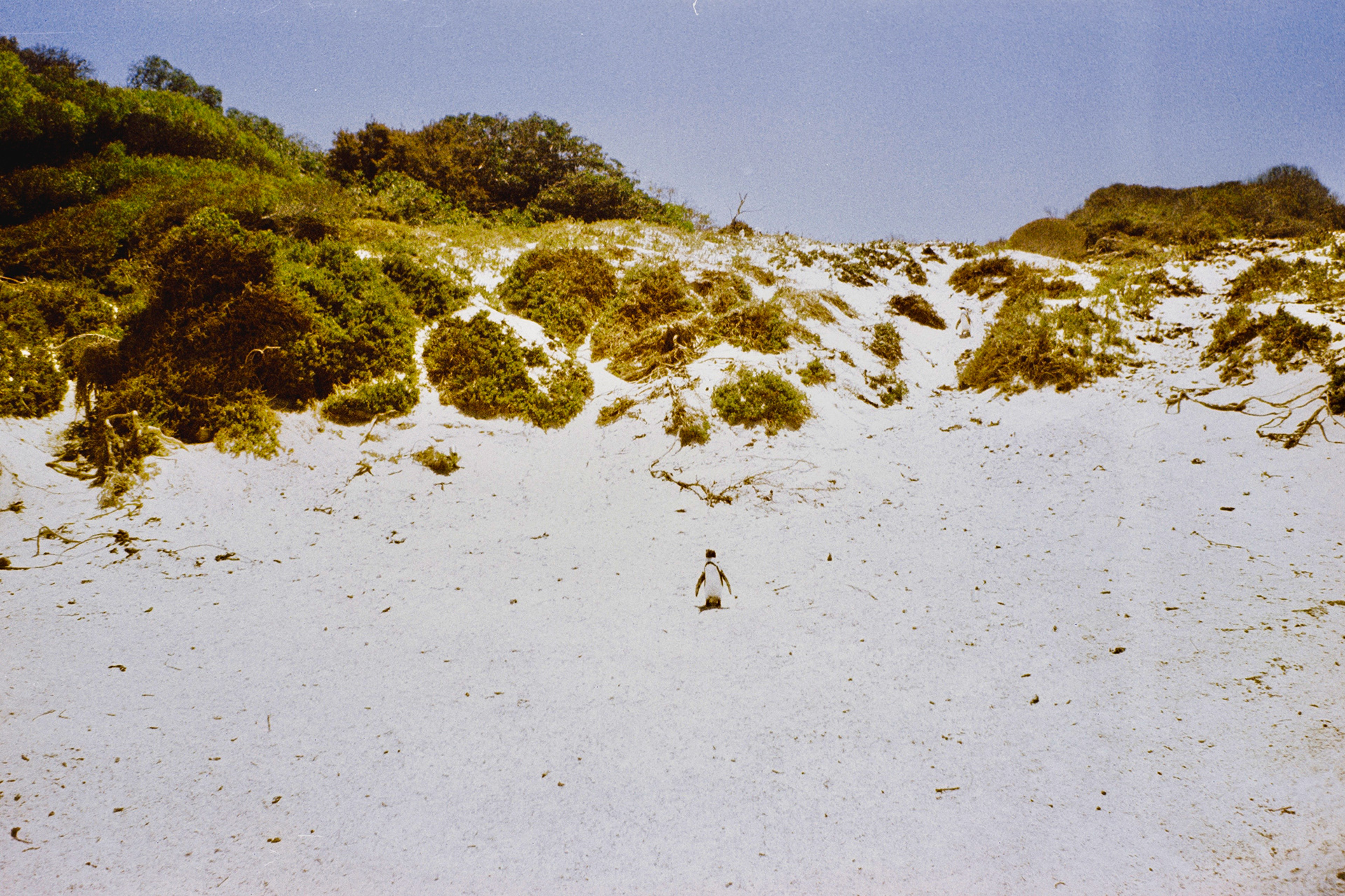 Cape Town, janeiro de 2024. Fotografia analógica.