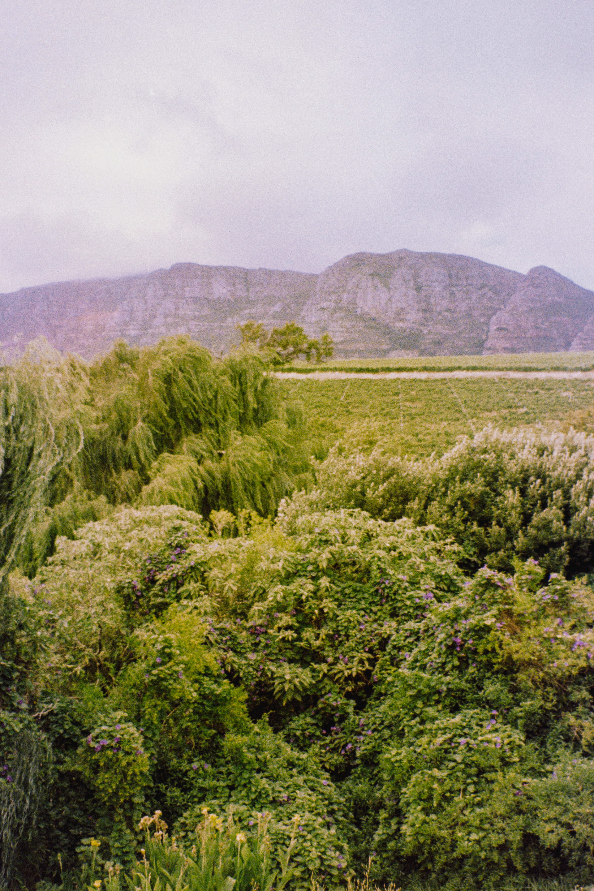 Stellenbosch, janeiro de 2024. Fotografia analógica.