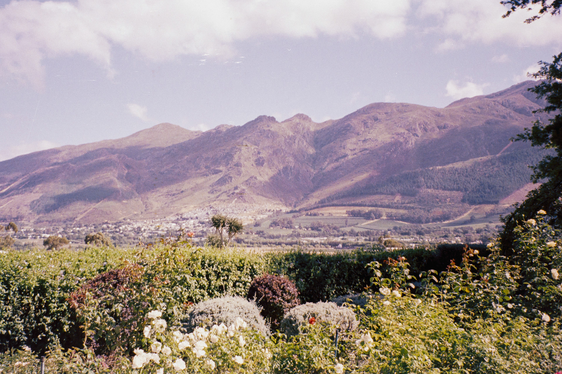 Stellenbosch, janeiro de 2024. Fotografia analógica.