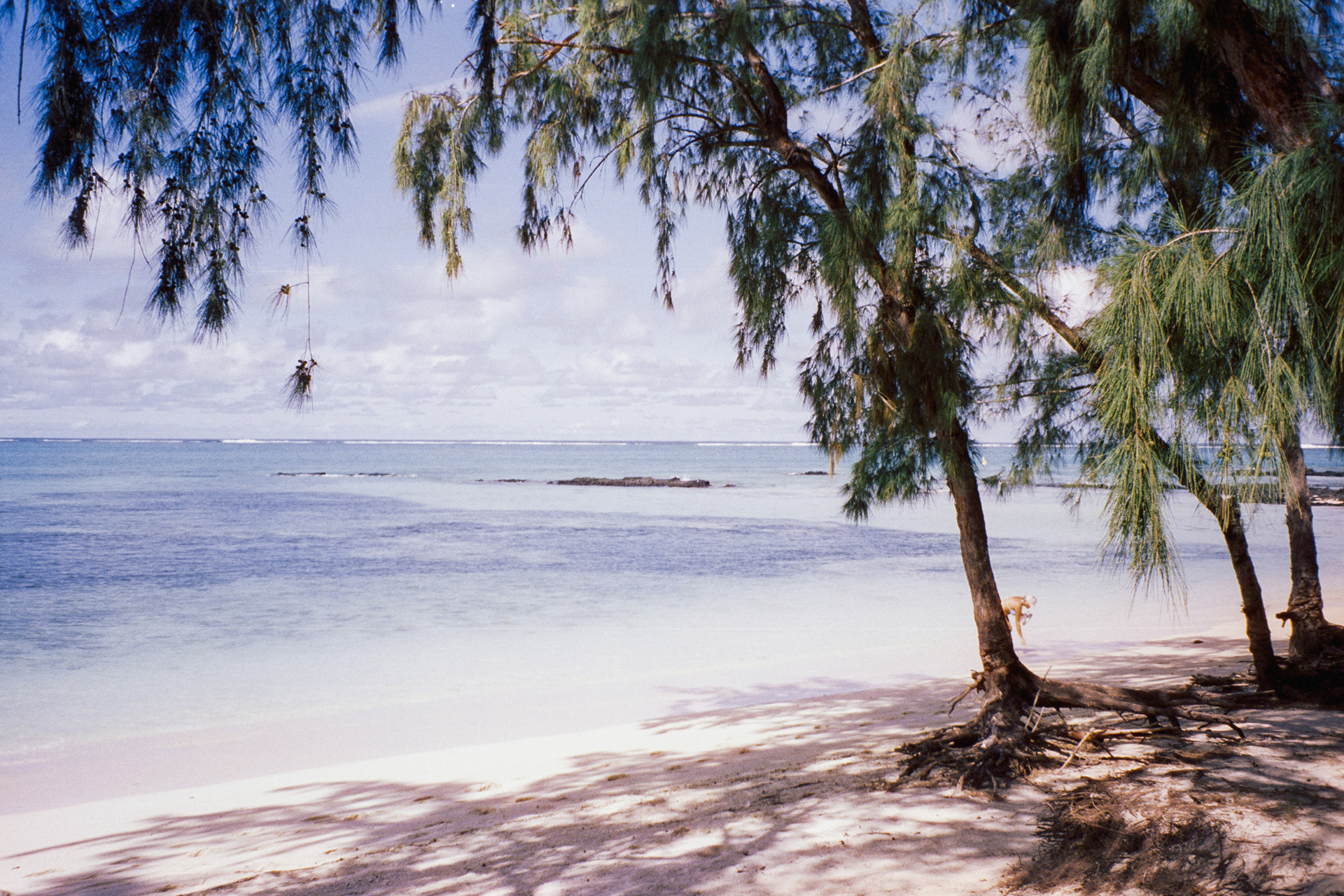 Mauritius,  janeiro de 2024. Fotografia analógica.