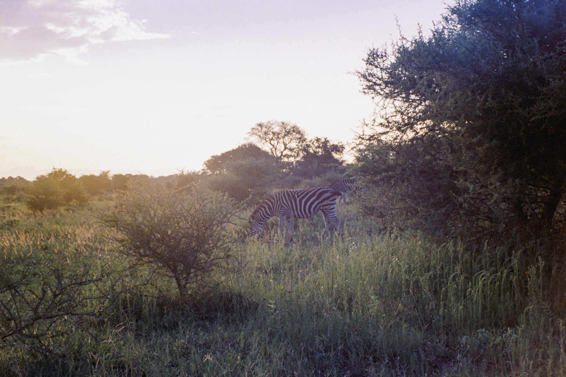 kruger, janeiro de 2024. Fotografia analógica.