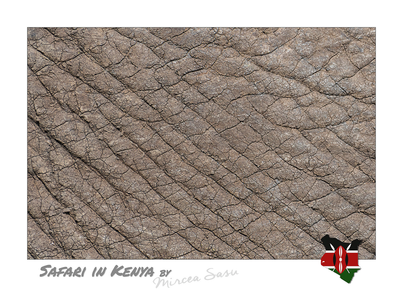 The skin of an African elephant can weigh up to 900 kilograms (2 000 pounds) and is up to a 2.5 cm (1 inch) thickness in some areas. The network of cracks visible on the surface serves for water retention, which, through slow evaporation, helps regulate its body temperature.  african elephant (Loxodonta africana) Buffalo Spring National Park
