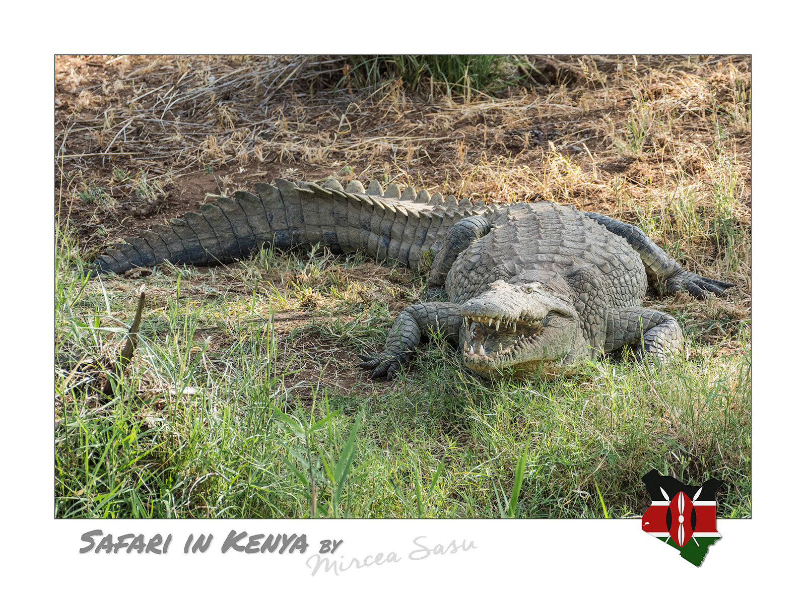A model of efficiency in the animal world, crocodiles have been around for more than 80 million years, their ancestors being contemporary with dinosaurs. Their jaws have one of the strongest bites in the animal kingdom, allowing them to easily crush the bones of their prey.  Nile crocodile (Crocodylus niloticus) Buffalo Spring National Park