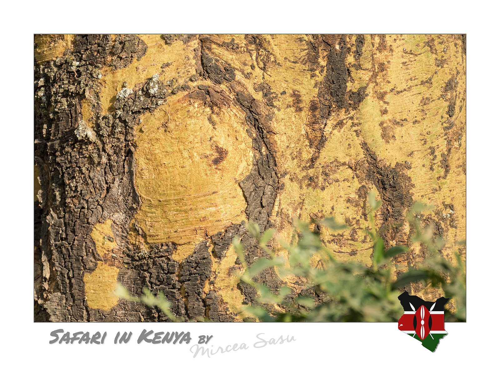 One of the few trees in which photosynthesis also occurs in the bark, the yellow fever tree gets its name from a misunderstanding. Early European settlers of the African continent associated this swampy tree with diseases transmitted by mosquitoes that use stagnant water to breed.  yellow fever tree (Vachellia xanthophloea) Lake Nakuru National Park, Kenya