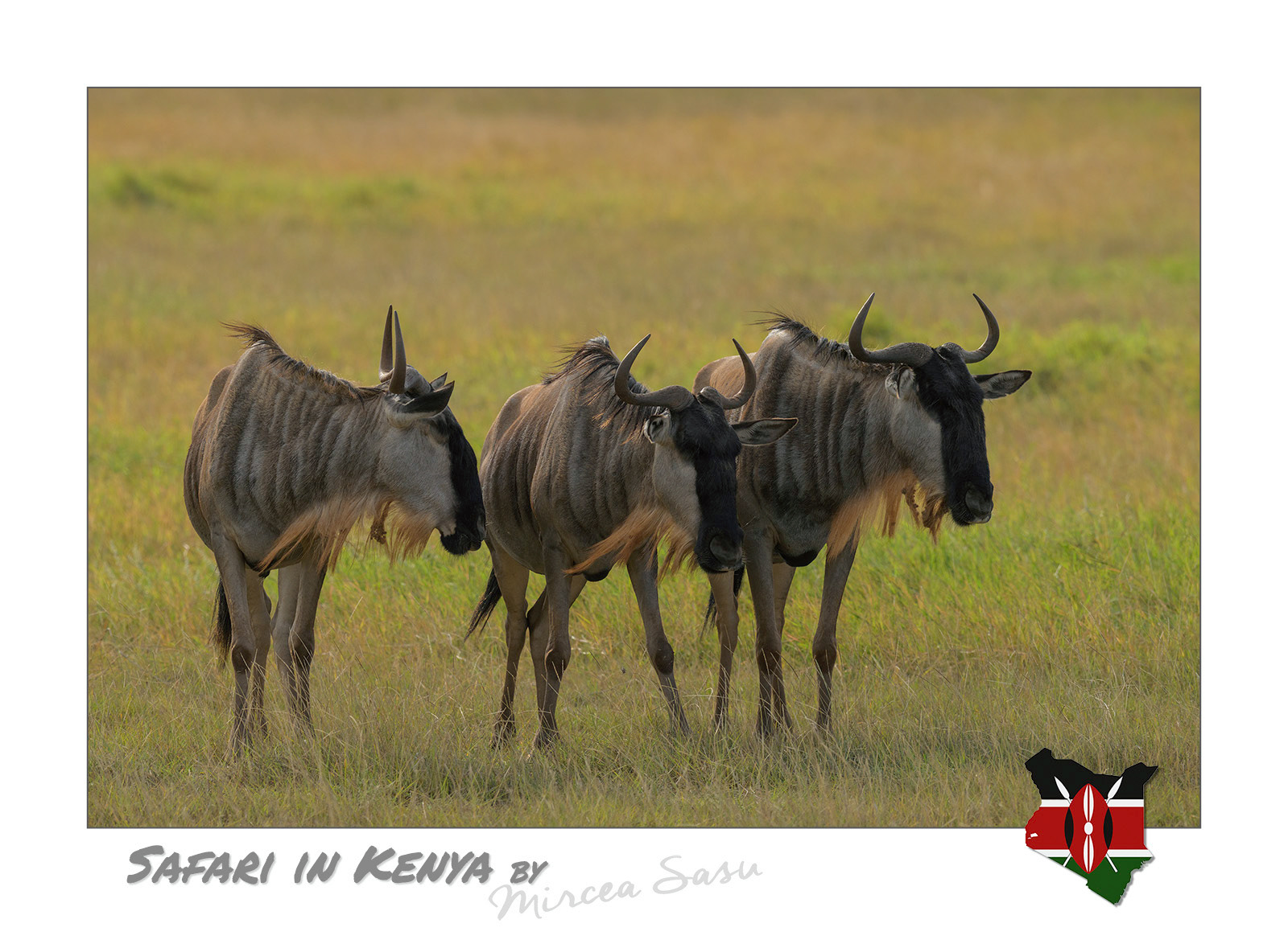 The blue wildebeest is the undisputed star of The Great Migration, the largest mass movements of land mammals on Earth where over 1.5 million blue wildebeests move all year-round through the Mara - Serengeti ecosystem in search for fresh grazing pastures.  blue wildebeest (Connochaetes taurinus) Amboseli National Park, Kenya