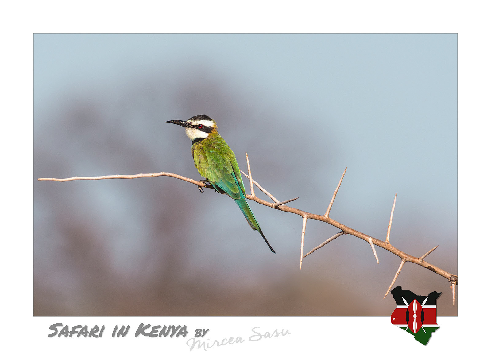 Kenya's avian fauna includes no fewer than 14 species of bee-eater, insectivorous birds of the Meropidae family. These are very agile, brightly colored fliers, which, in most cases, live in colonies and dig their nests in sandy or clay banks. By comparison, in Romania we have only one species of this family.  white-throated bee-eater (Merops albicollis)