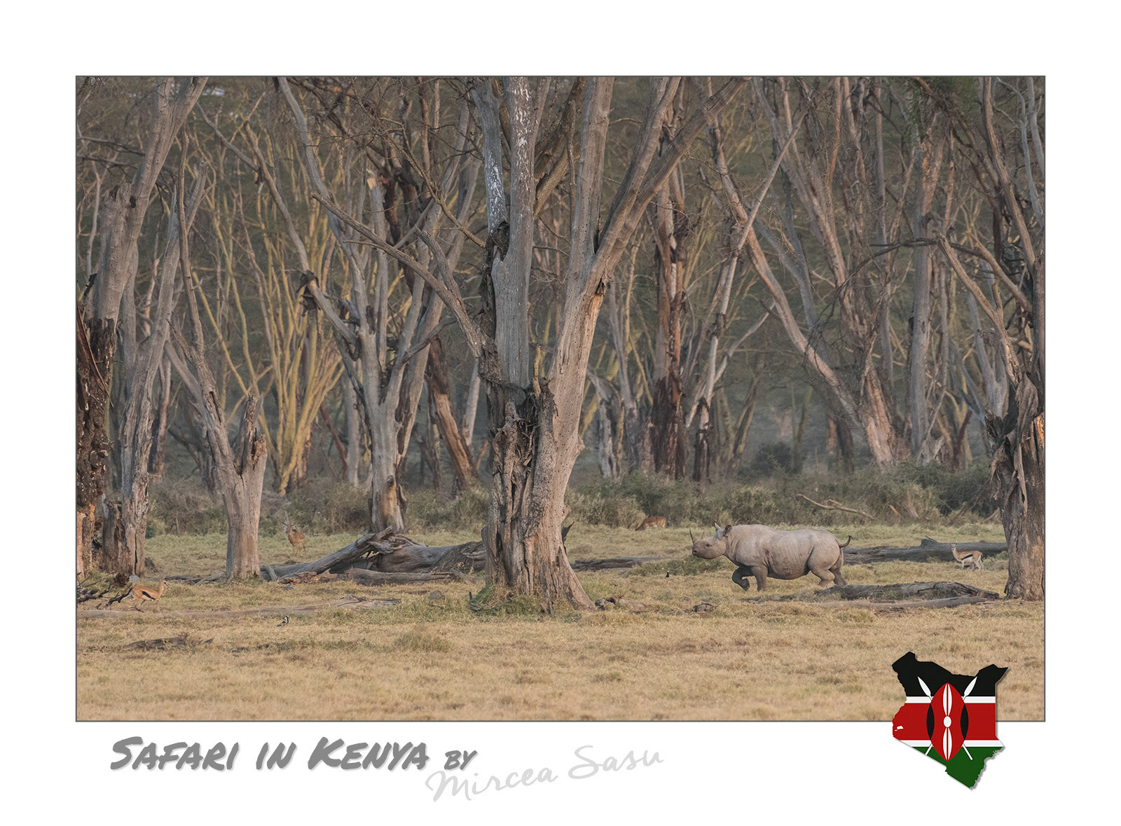 Although a massive, lumbering animal, the rhinoceros is capable of running very fast, reaching speeds of 55 km/h (34 mph), significantly faster than the fastest athlete. For comparison, the world record for the men's 100-meter dash is 37.58 km/h (23.35 mph).  black rhinoceros (Diceros bicornis) Lake Nakuru National Park