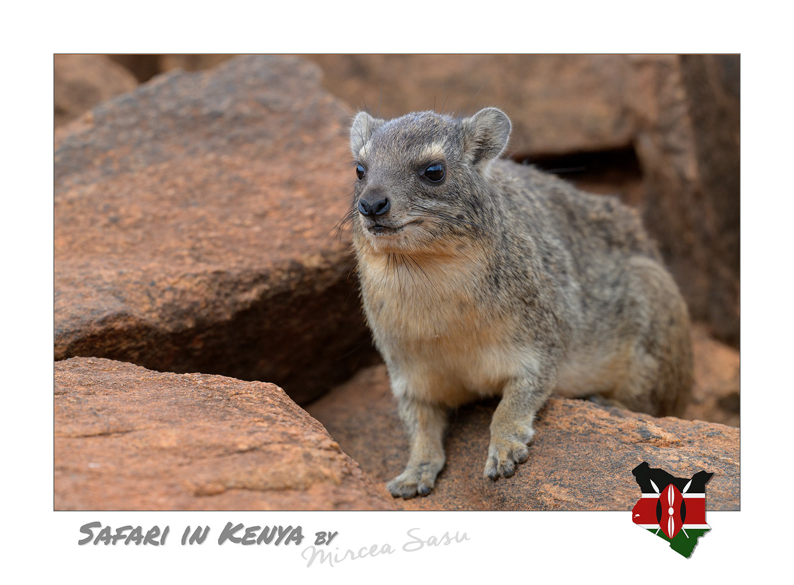 Despite looking like a large rodent, the rock hyrax, one of two hyrax species, is actually a close relative of the elephant and manatee, sharing similar anatomical features, such as leg structure and tusk-like incisors.  rock hyrax (Procavia capensis) Tsavo East National Park, Kenya