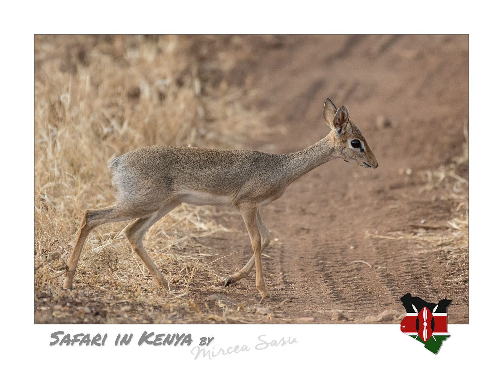 One of the smallest species of antelope, the dik-dik is only 30-40 centimeters tall and weighs a maximum of 7 kilograms. An interesting feature of this species is that it forms lifelong monogamous pairs, a  very rare situation among antelopes. Despite their size, the pair is aggressively defending its territory from intruders.  Kirk's dik-dik (Madoqua kirkii) Buffalo Spring National Park