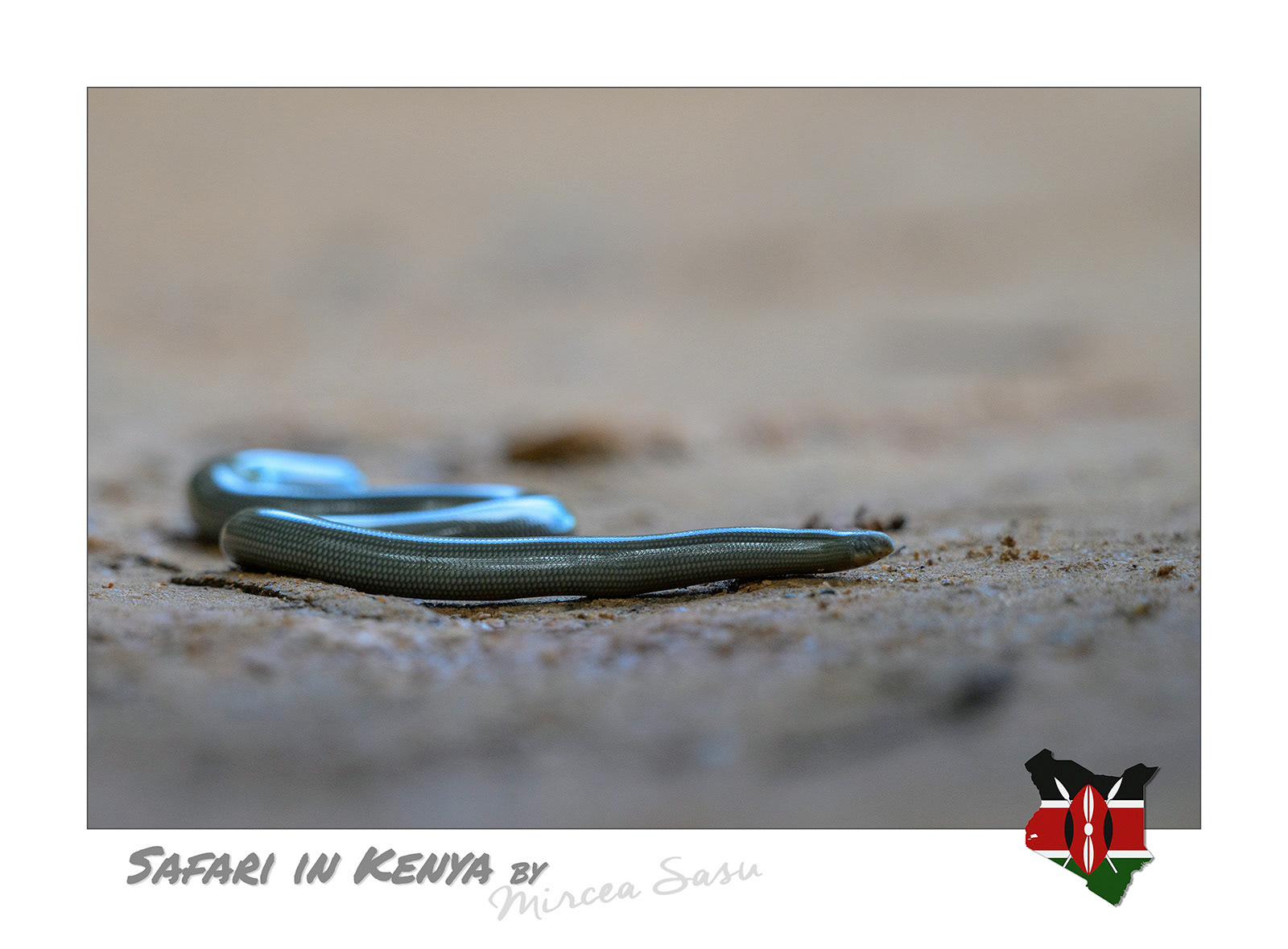 Looking more like an earthworm than a snake, the blind snake is not actually blind, its eyes are extremely small and covered with scales. It lives mostly underground, feeding on ants and termites. It is completely harmless to humans. blind snake (Afrotyphlops sp.) Kakamega Forest Reserve, Kenya