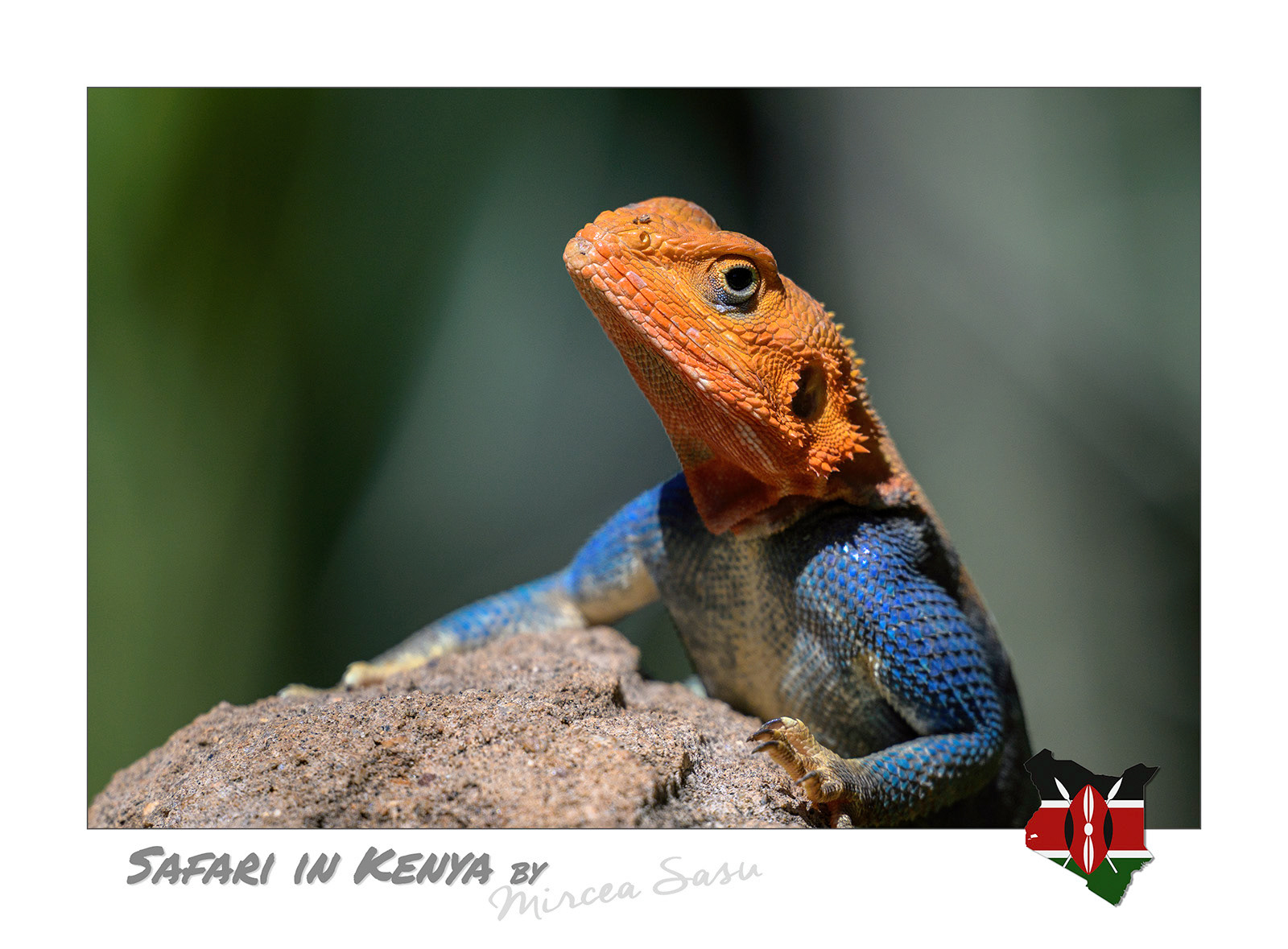 During mating season, the head of agama lizards turns orange or reddish, while their body becomes bright blue. This transformation is intended to attract females, but also serves to intimidate rivals.  agama lizard (Agama lionotus) Tsavo East National Park, Kenya
