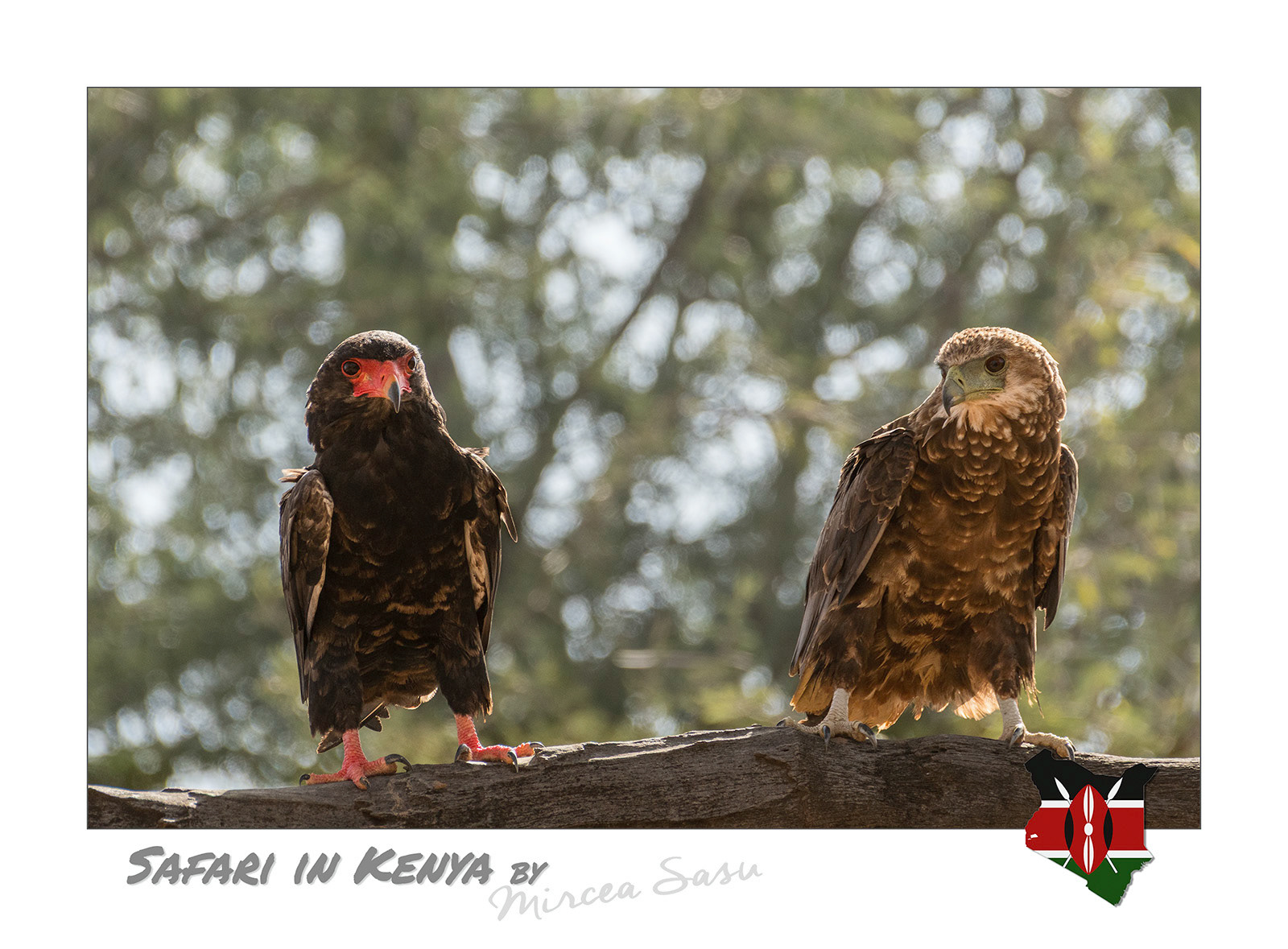 The word bateleur means acrobat, tightrope walker, in French and reflects the elaborate flying style of this species of bird of prey. It prefers open savannah areas, with tall trees, where it can hunt even medium-sized mammals. Adult specimens are easily recognized by their red cheeks and legs.  bateleur (Terathopius ecaudatus) Buffalo Spring National Park