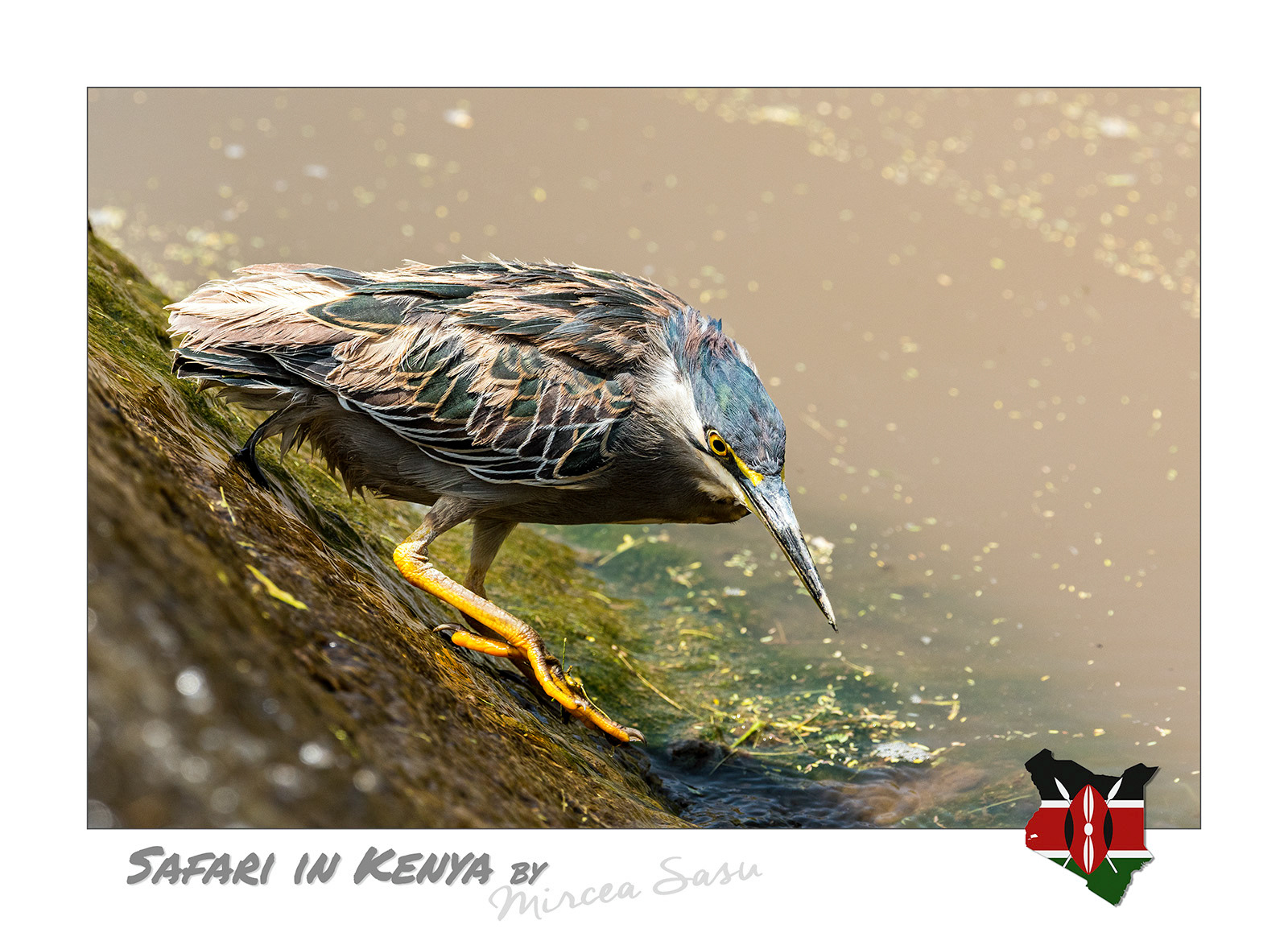 Most heron species are patient hunters, they can stand motionless for long periods of time on either river banks, partially submerged vegetation or even human made structures, waiting for the prey, mainly frogs, water insects or fish, to come in range to spear them with their long, pointed, beak.  striated heron (Butorides striata) Buffalo Spring National Park