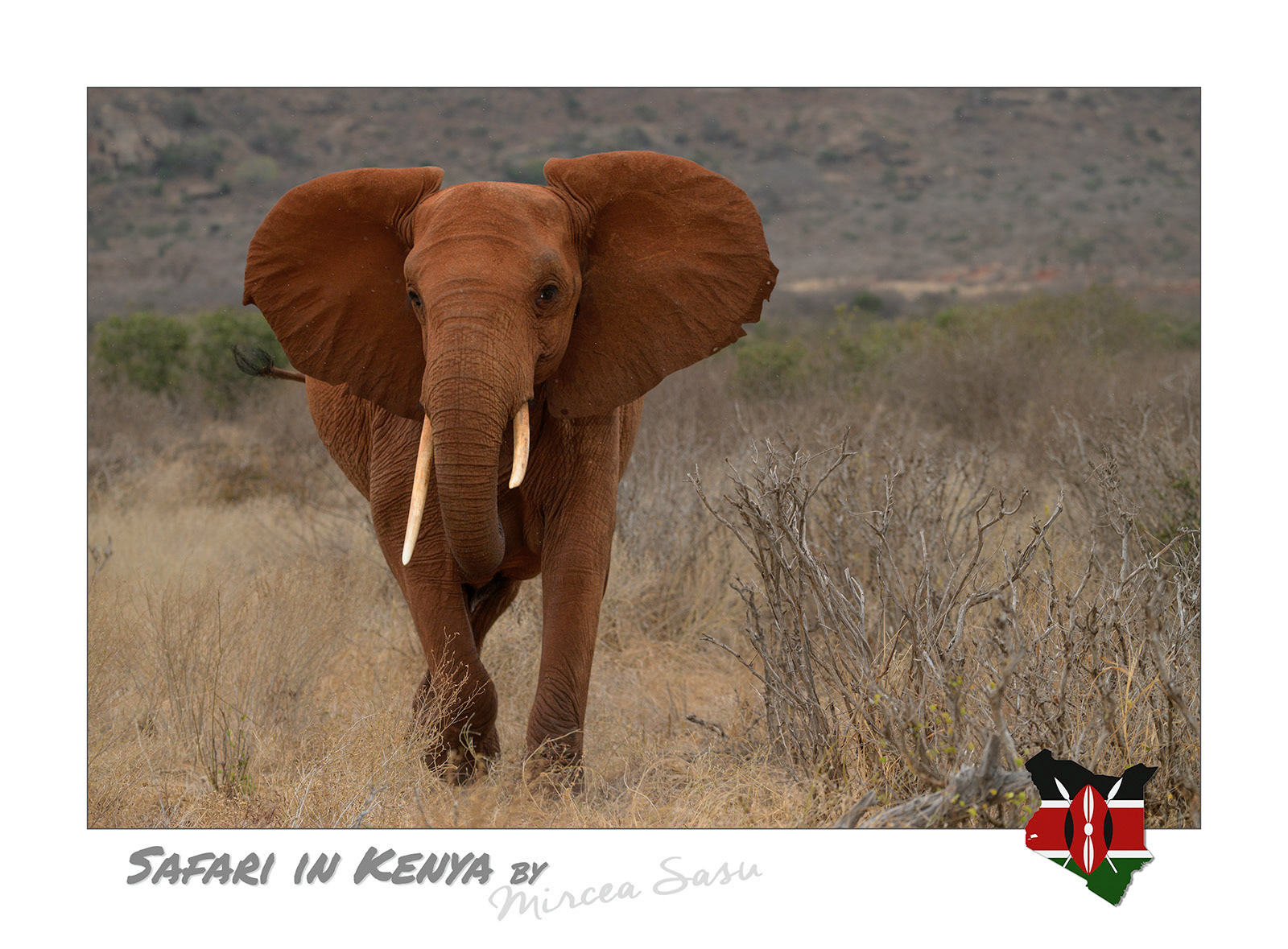 The red elephants are one of the symbols of Tsavo East National Park, the largest national park in Kenya, located in the southern part of this country. Their color is given by the deep red soil specific to the area, which they cover their skin with to protect themselves from insect bites.  african elephant (Loxodonta africana) Tsavo East National Park, Kenya