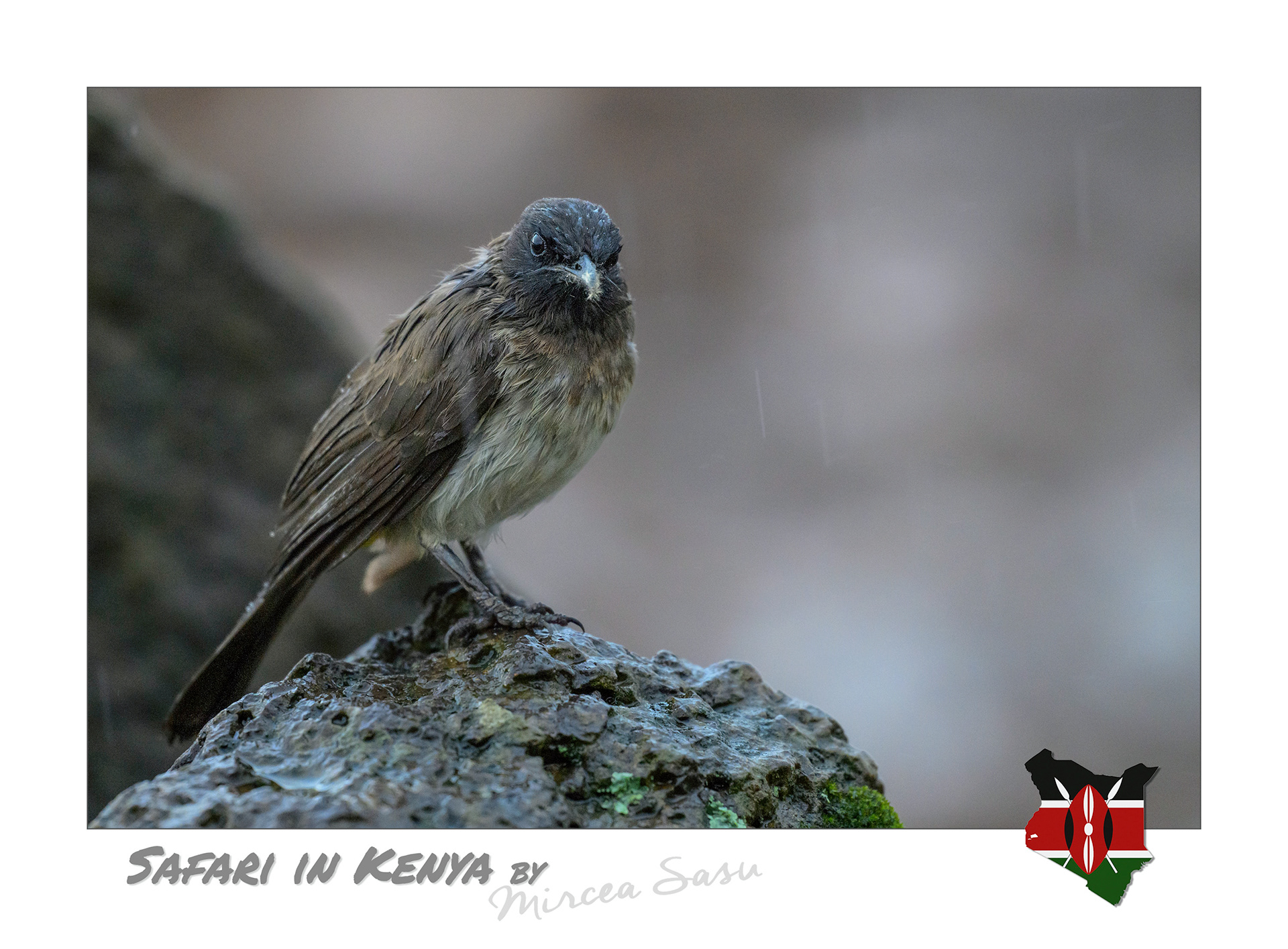 In East Africa, perioadele de seceta alternate with two rainy seasons: the "Long Rains," lasting from March to May, and the "Short Rains," from October to December. These bring a vital refreshment to the arid landscape, sustaining life.  common bulbul (Pycnonotus barbatus) Aberdare National Park, Kenya