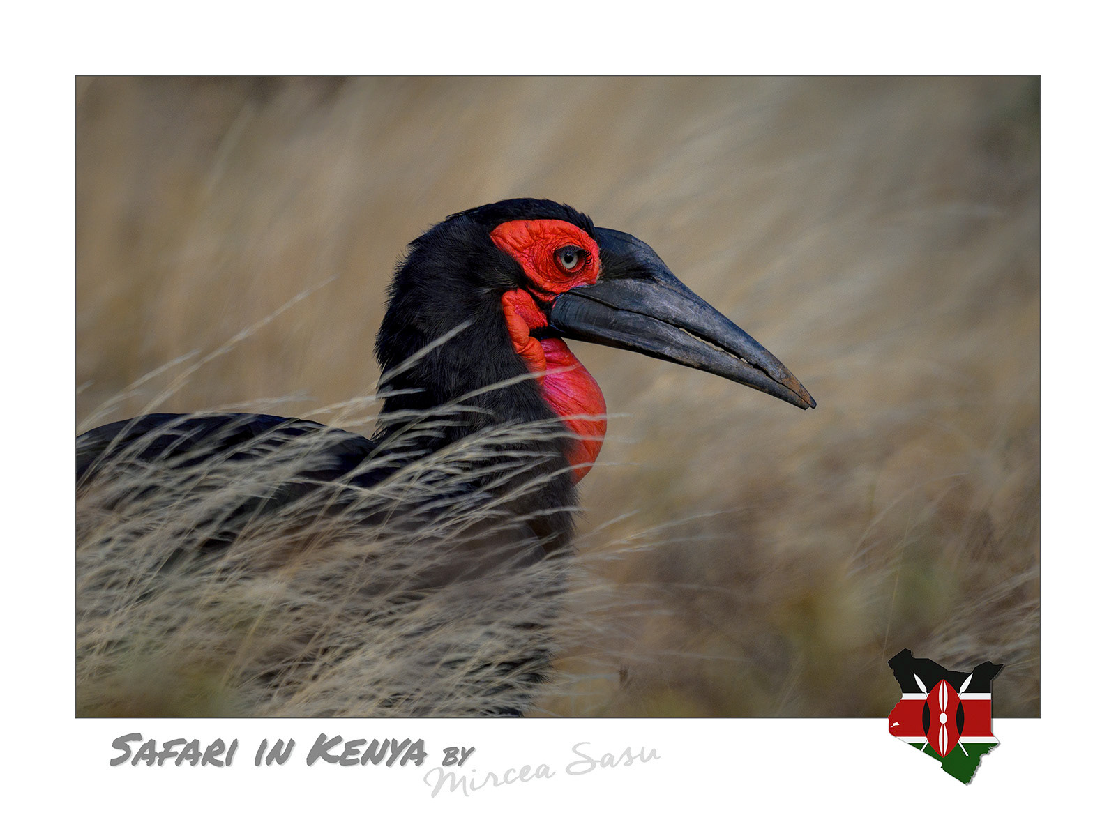 The largest species of hornbill, it is widespread throughout southern Africa and is a long-lived bird. In the wild it can reach ages of 50, 60 years, and in captivity some specimens have lived up to 70 years.  southern ground hornbill (Bucorvus leadbeateri) Tsavo East National Park, Kenya