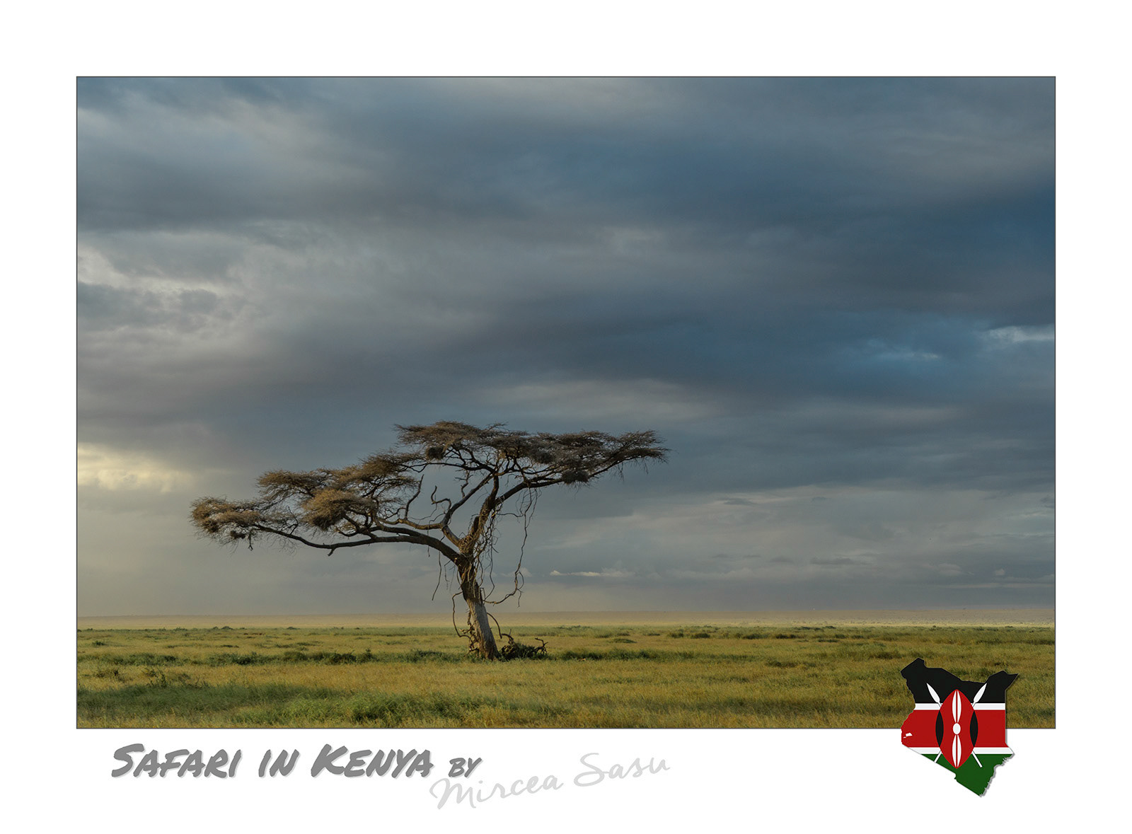 Perhaps the image that most people immediately associate with the African savannah is that of the acacia trees with their unmistakable umbrella-like appearance. With deep roots that allow them to access water sources and small leaves that reduce water loss through evaporation, these trees are perfectly adapted to arid environments.  umbrella thorn (Vachellia tortilis) Amboseli National Park, Kenya