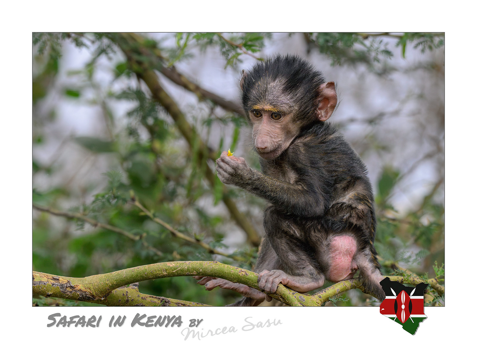 Monkey babies are constantly exploring their environment and testing their limits within the group, with each exploration or interaction representing a practical lesson that helps them acquire essential skills about food, dangers, and social hierarchy.  olive baboon (Papio anubis) Lake Nakuru National Park, Kenya