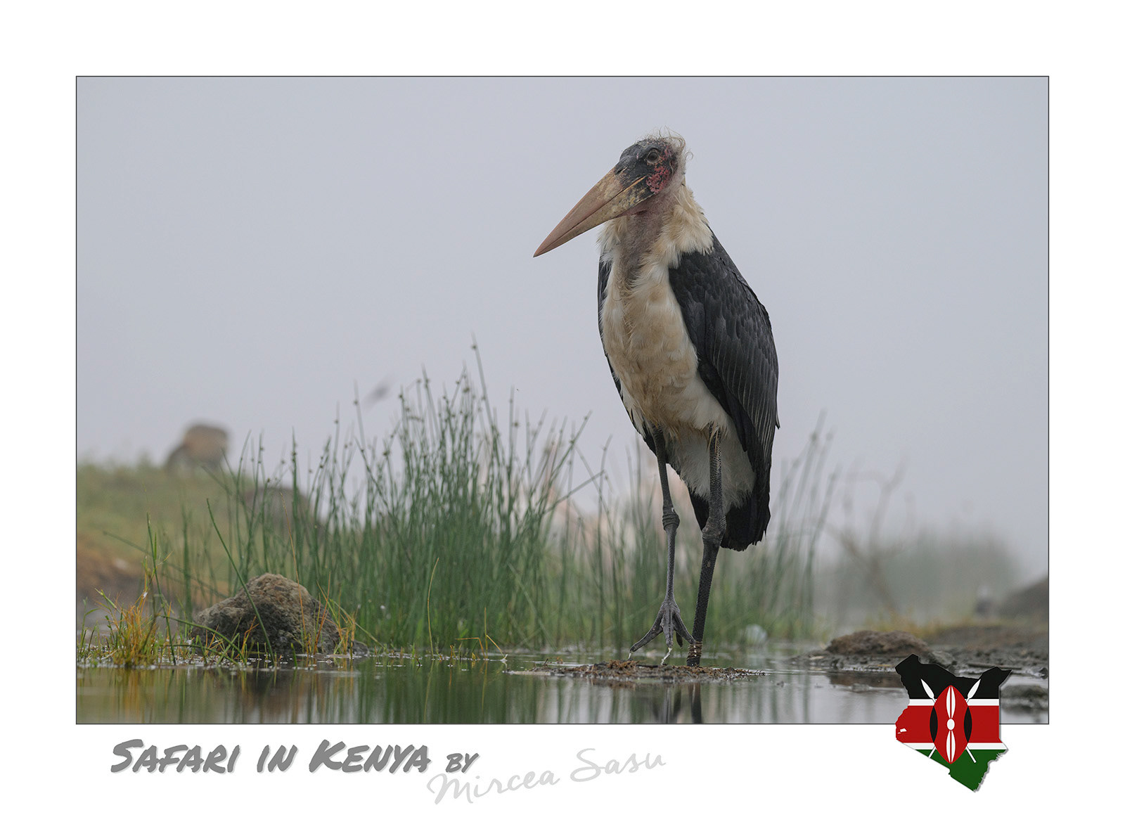 The bare head and neck of the marabou stork are adaptations to its feeding habits as scavengers, same as vultures' case. This way they could keep themself clean easier after getting soiled with blood and other debris when they feed from large corpses.  marabou stork (Leptoptilos crumenifer) Lake Nakuru National Park, Kenya