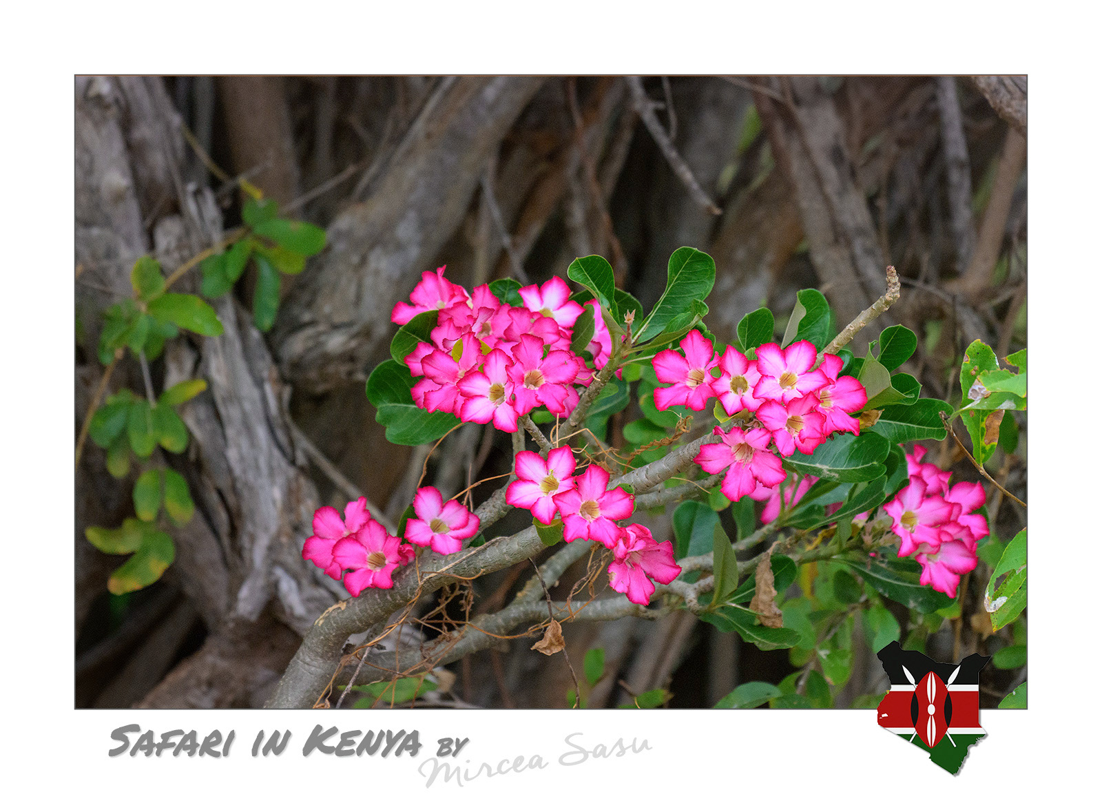 The desert rose has a vigorous stem that functions as a moisture reservoir, an adaptation necessary to withstand the extreme drought of the African savannahs. Its efficiency is enhanced by the small leaves, covered with a protective layer of wax to limit the loss of vital fluids.  desert rose (Adenium obesum)