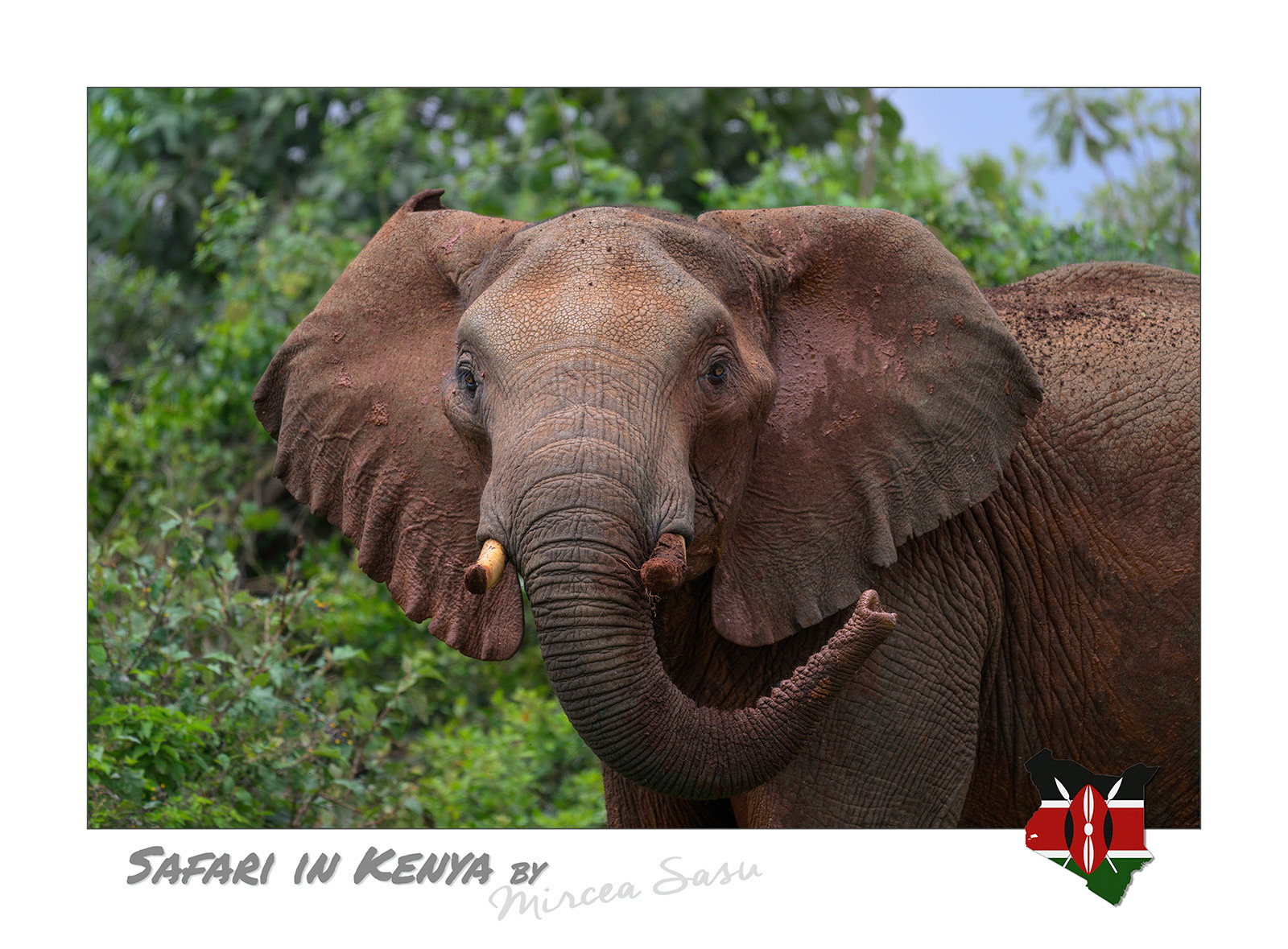 In Kenya's national parks, animals have always the right of way when crossing access roads, while the visitors are prohibited from getting out of vehicles or driving off-road. All of these measures are intended to protect both the wildlife, as well the visitors.  african elephant (Loxodonta africana) Aberdare National Park, Kenya