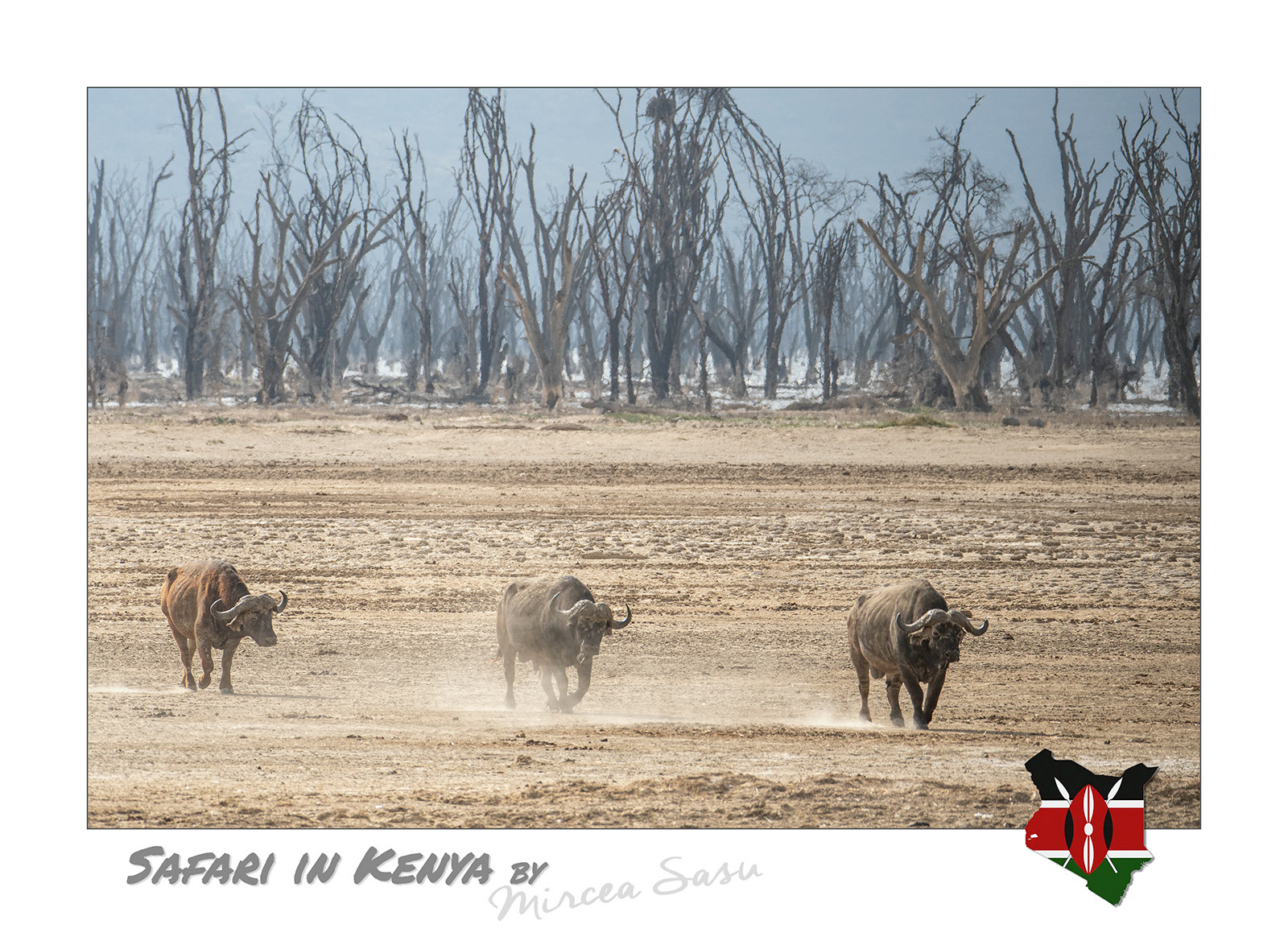 In the past 15 years, the water levels of Lake Nakuru, located in the middle of the national park with the same name, has risen significantly, so that its surface area has almost doubled, causing flooding of neighboring areas, including parts of Nakuru city. The dried trunks of trees destroyed by the alkaline water remain a visible testimony of its old banks.  african buffalo (Syncerus caffer) Lake Nakuru National Park