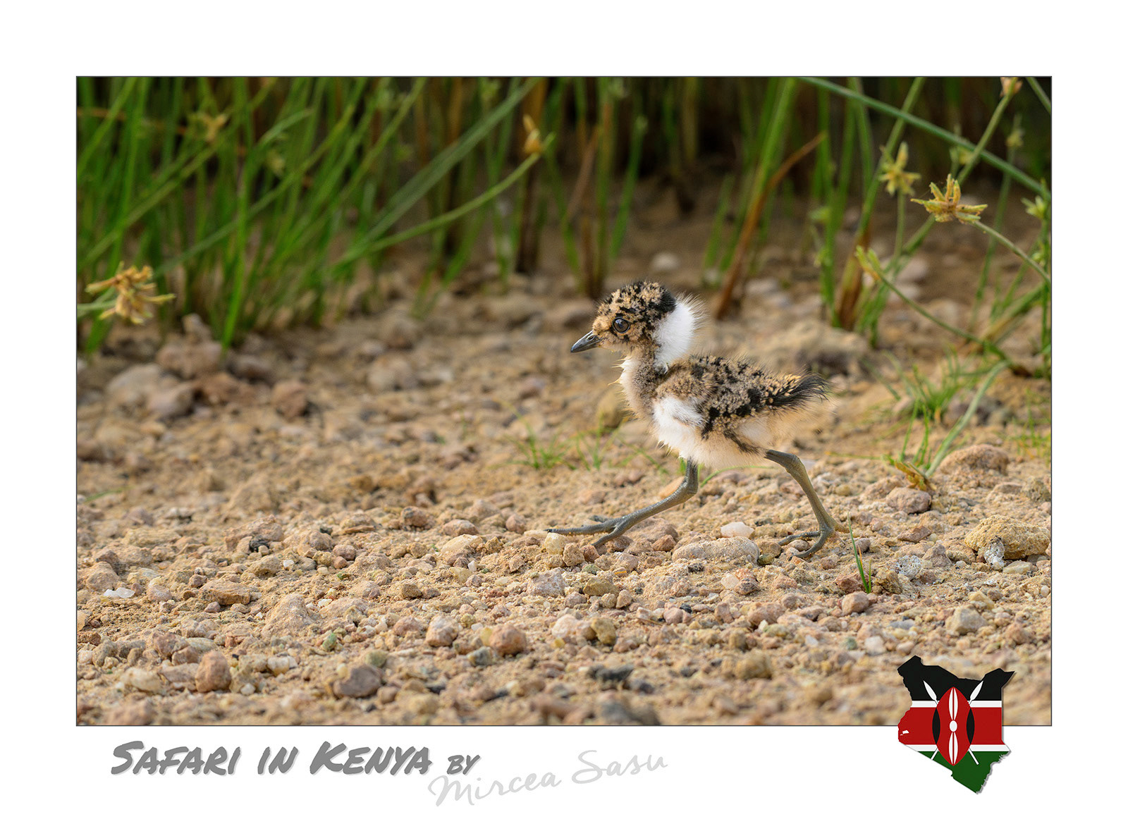The chicks of birds that nest on the ground in exposed areas, like many lapwing species, have an adaptation that increases their chanse to survival. They hatch already developed with strong leg muscles, covered in down and with their eyes open, so don’t need long nest care and are able to run for safety soon after hatching.  blacksmith lapwing, chick (Vanelus armatus) Amboseli National Park, Kenya